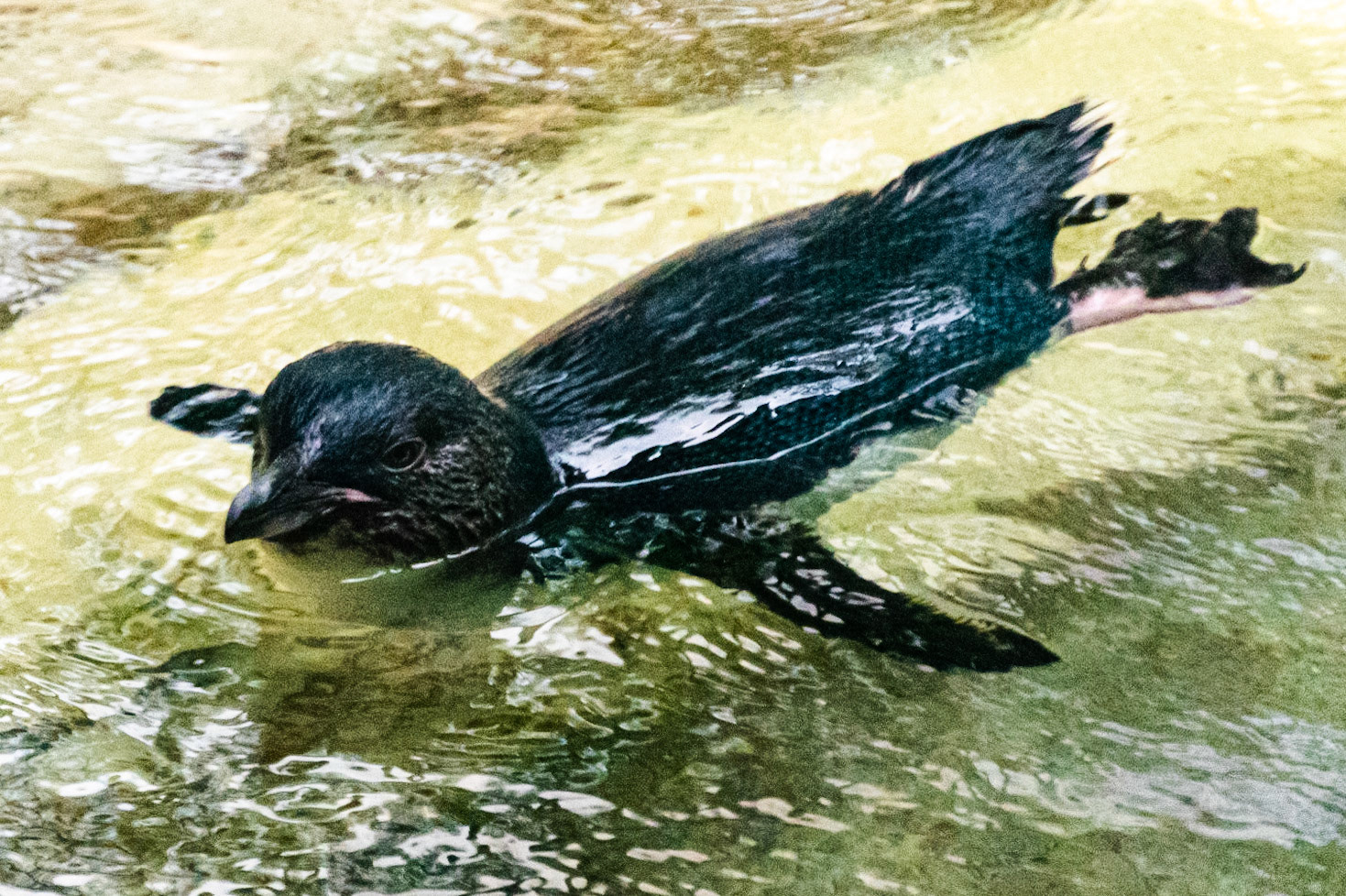 I sometimes forget that these guys can swim.