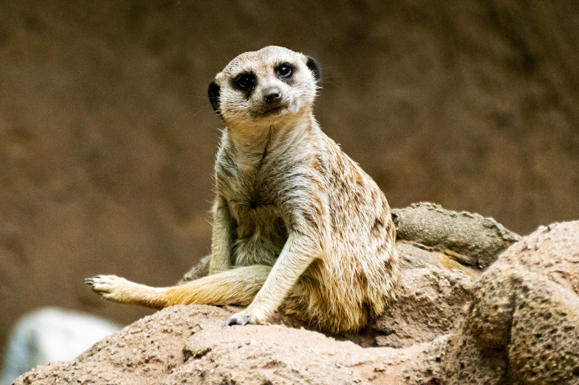 I was very lucky that this little fellow decided to look directly at me for his picture.