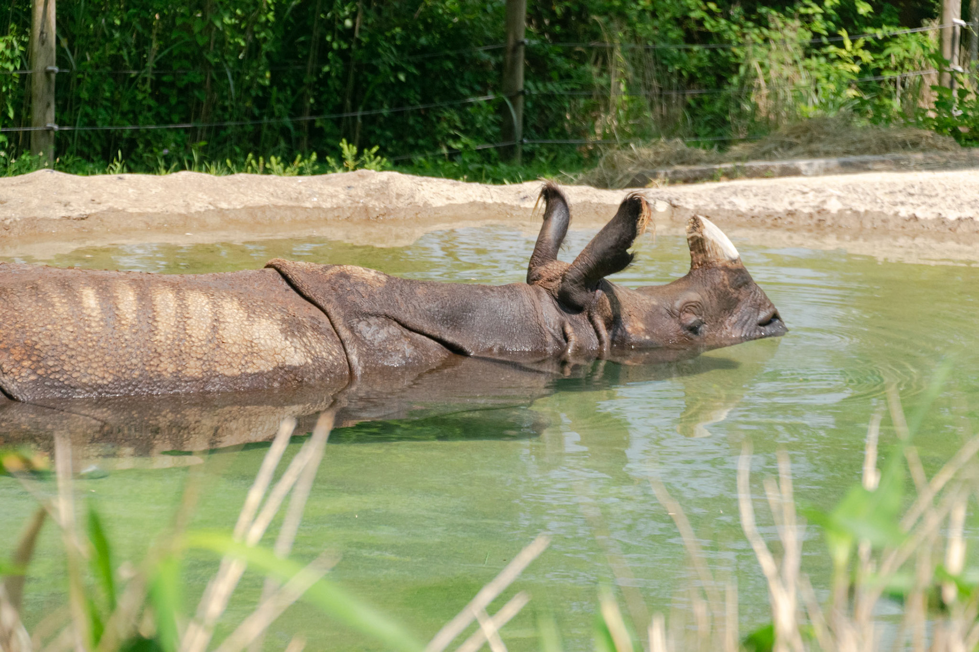 It was bath time for this Rhino.