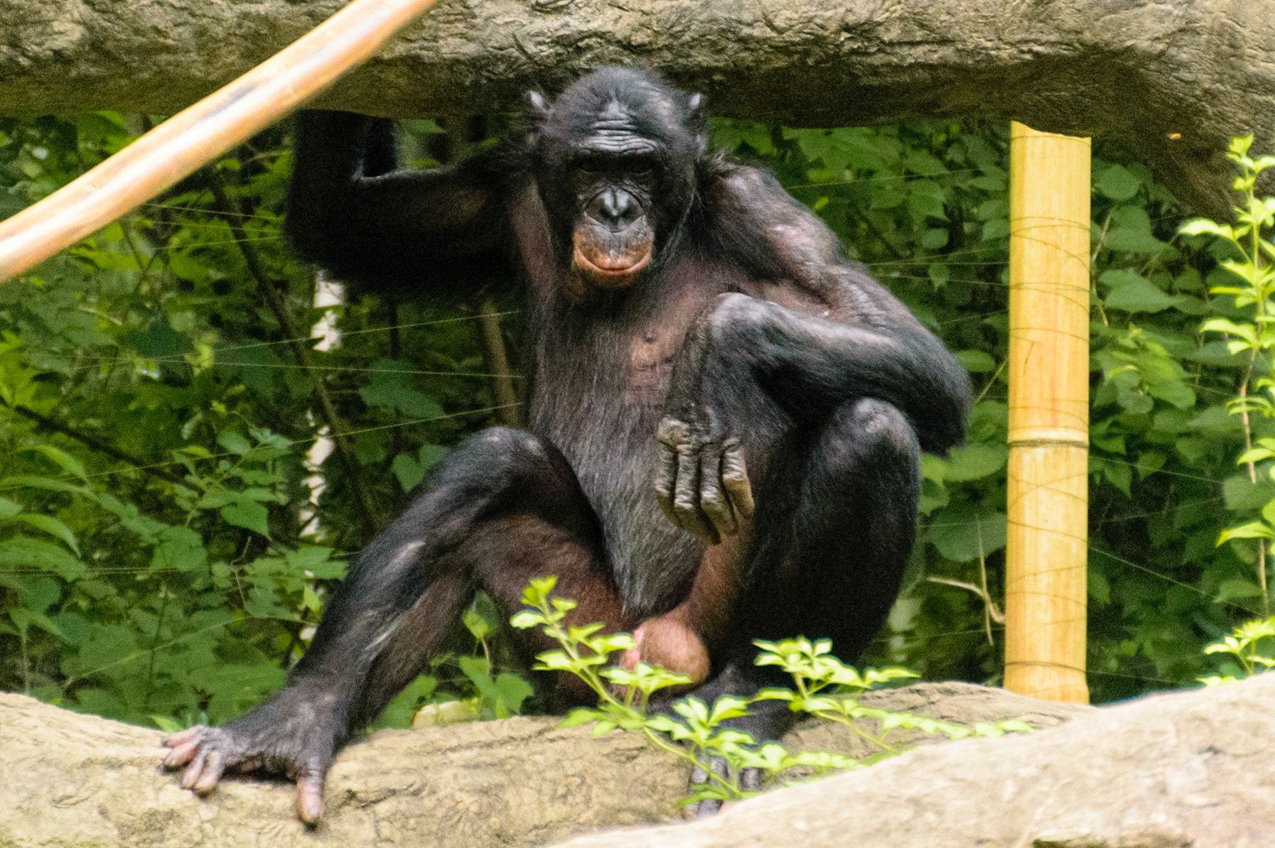 A chimp stares me down from a perch in their enclosure.