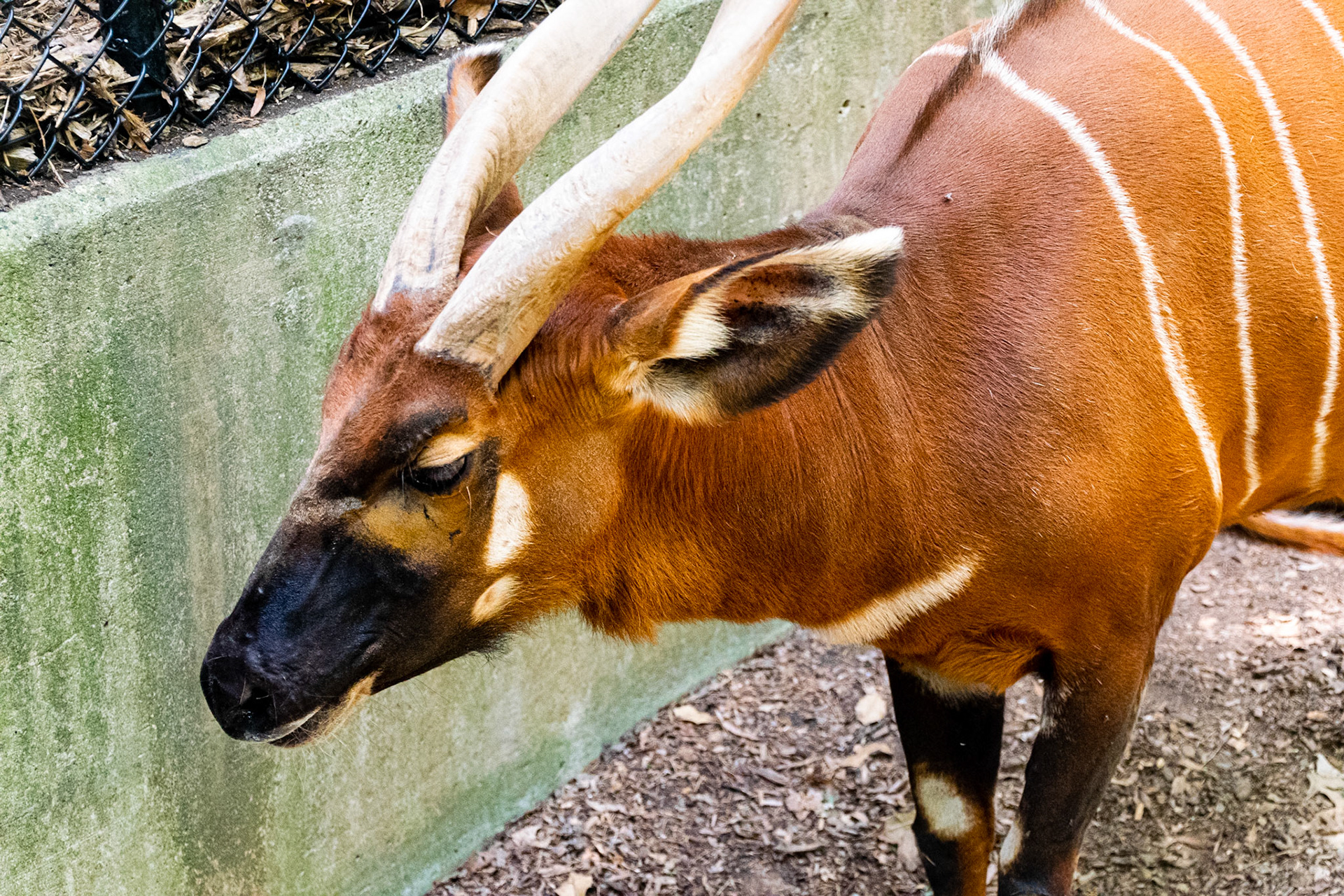 By far, the most chill animal at the zoo this day.