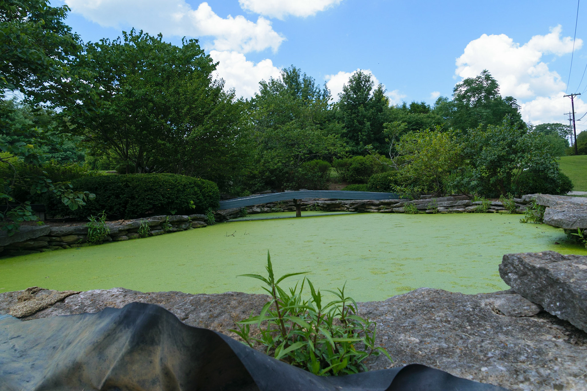 Summer allows the algae to bloom atop this small pool.
