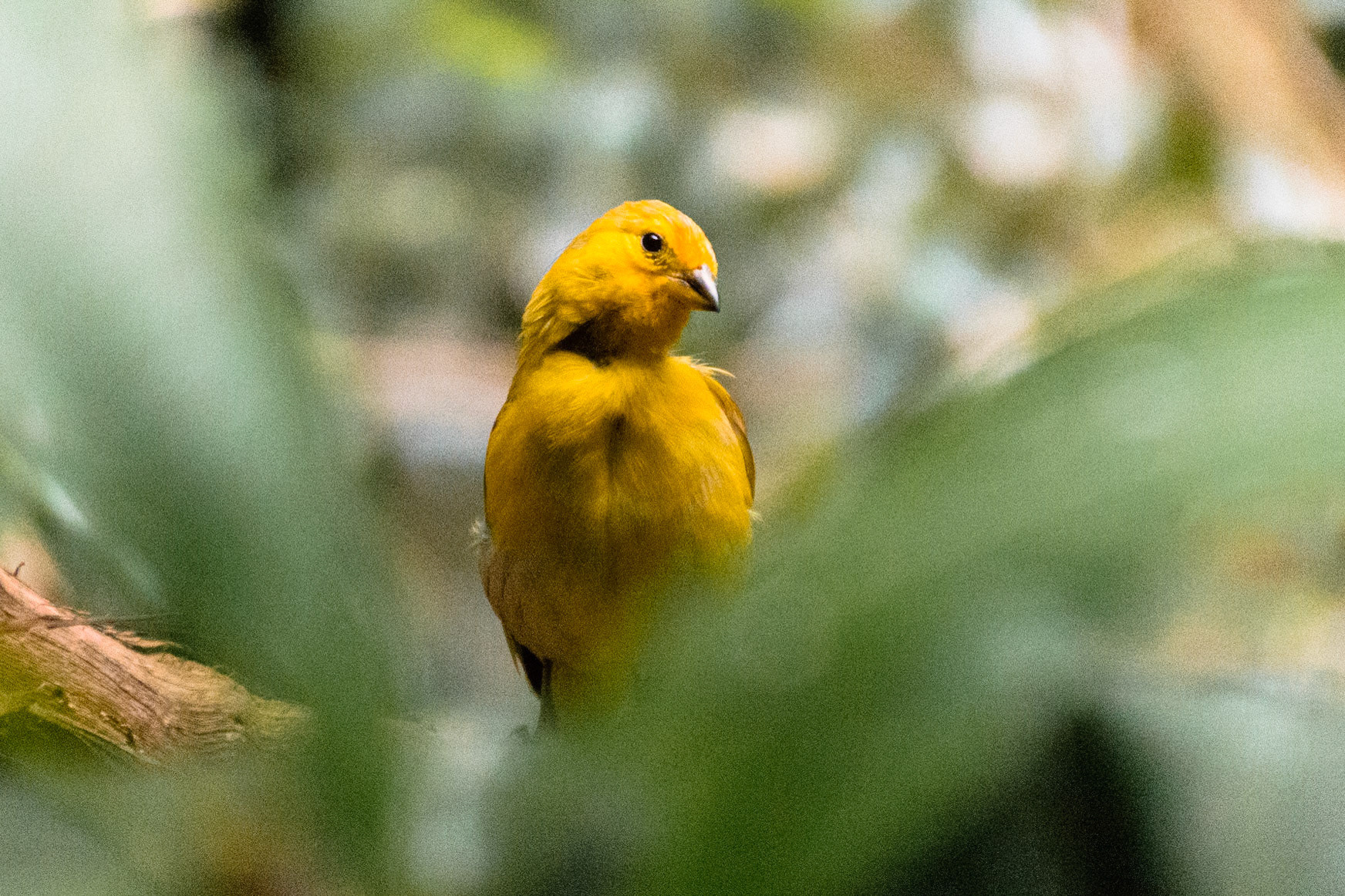 This small gold finch seems to be staring at you.