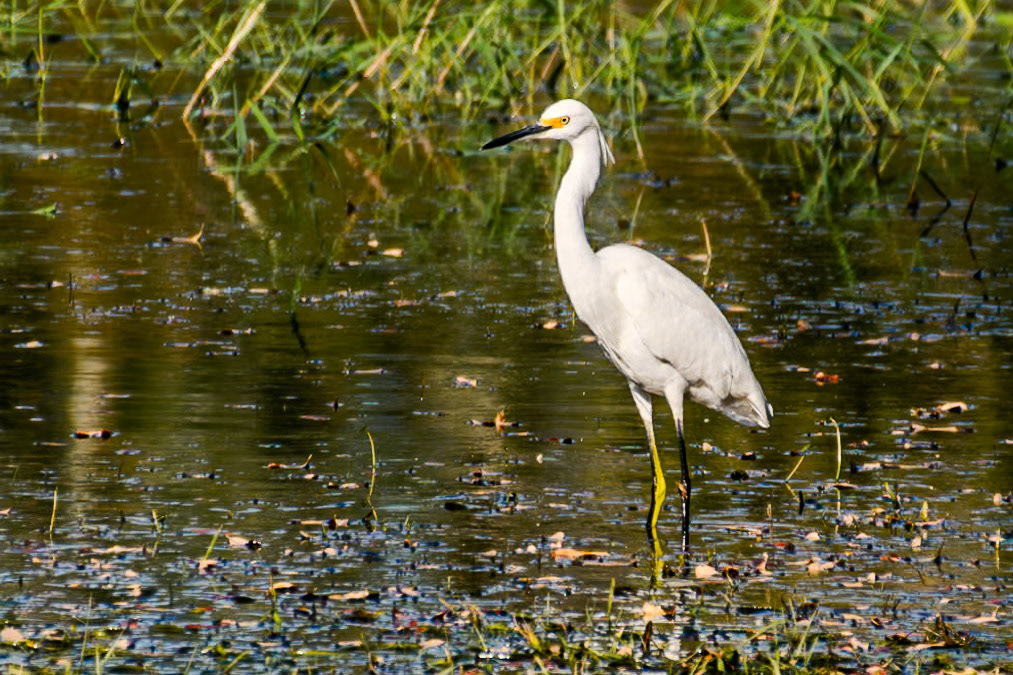 This bird's white feathers are the only reminder of snow I've seen in Florida.