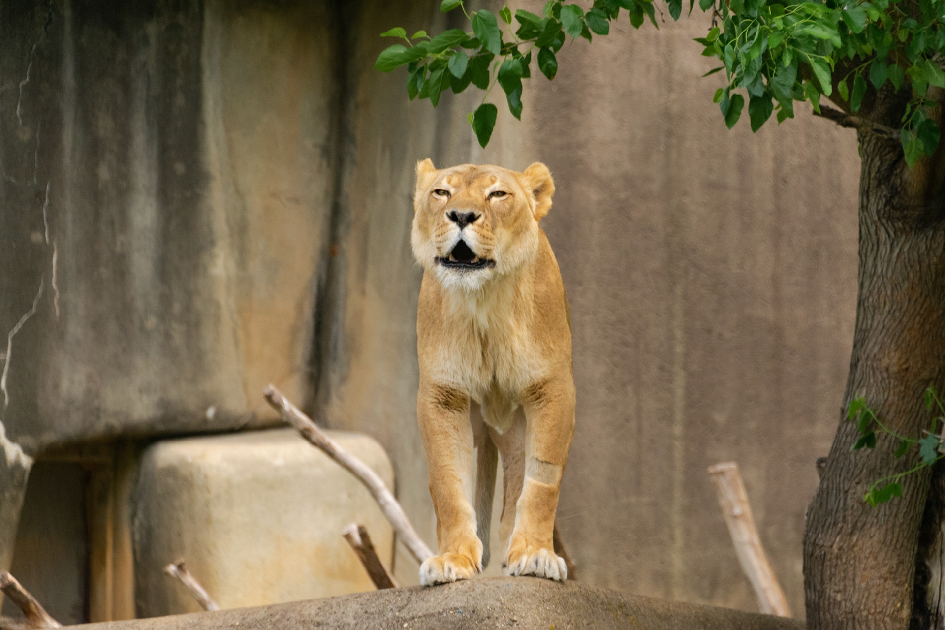 This lion was relatively quite until it decided to stand up at the top of her exibit and start calling to us. Probably just letting us know she's still in charge.