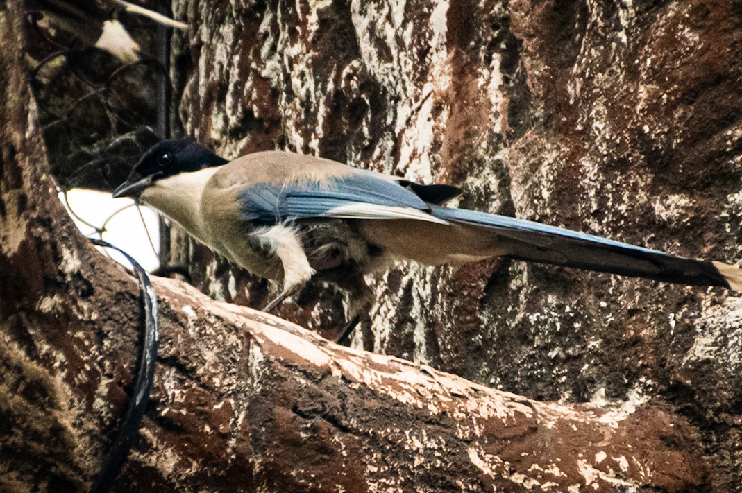 Blue and brown make for a striking combination on this little bird.