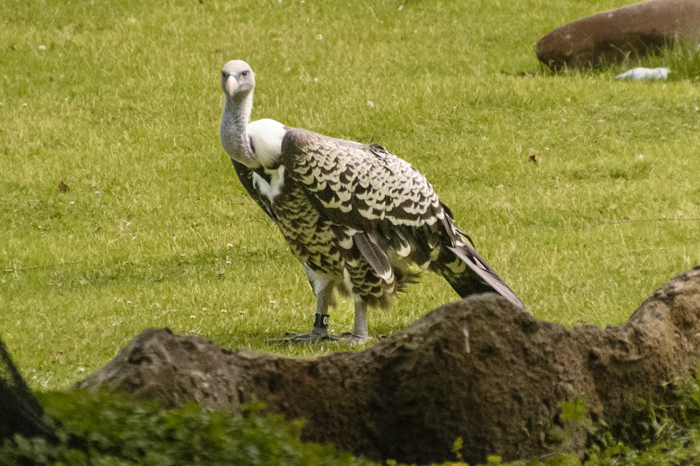 A vulture gazing out at all the visitors.