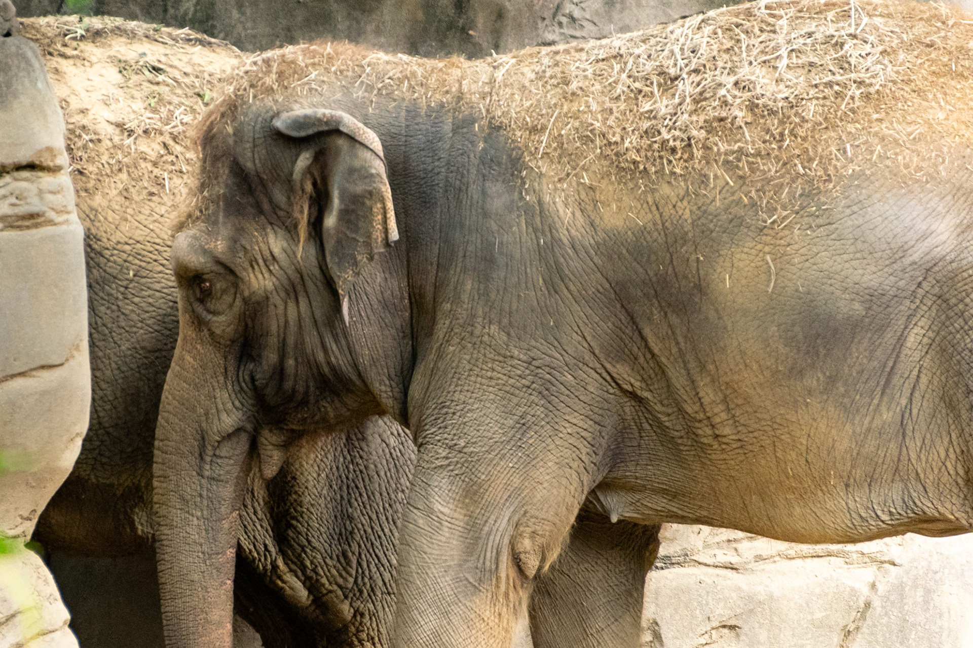 A herd of elephants meander around their enclosure.