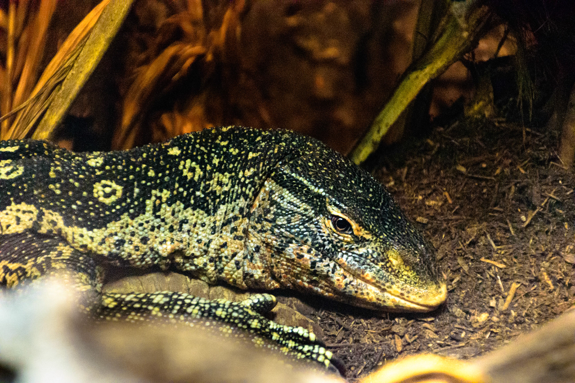 This large scaley boy was chilling in his tank.