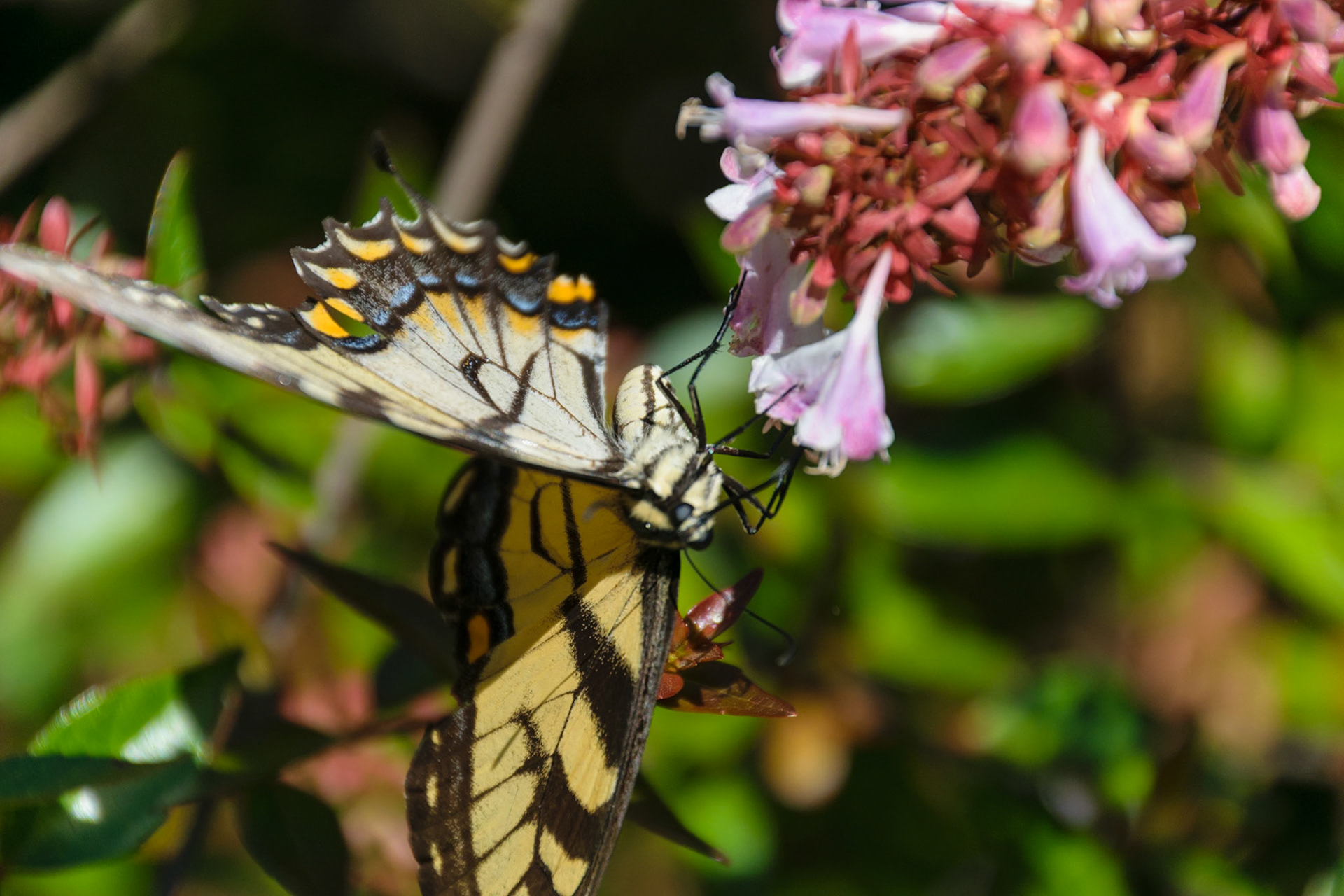 A butterfly enjoys it's time at the Biltmore while exploring a flower.