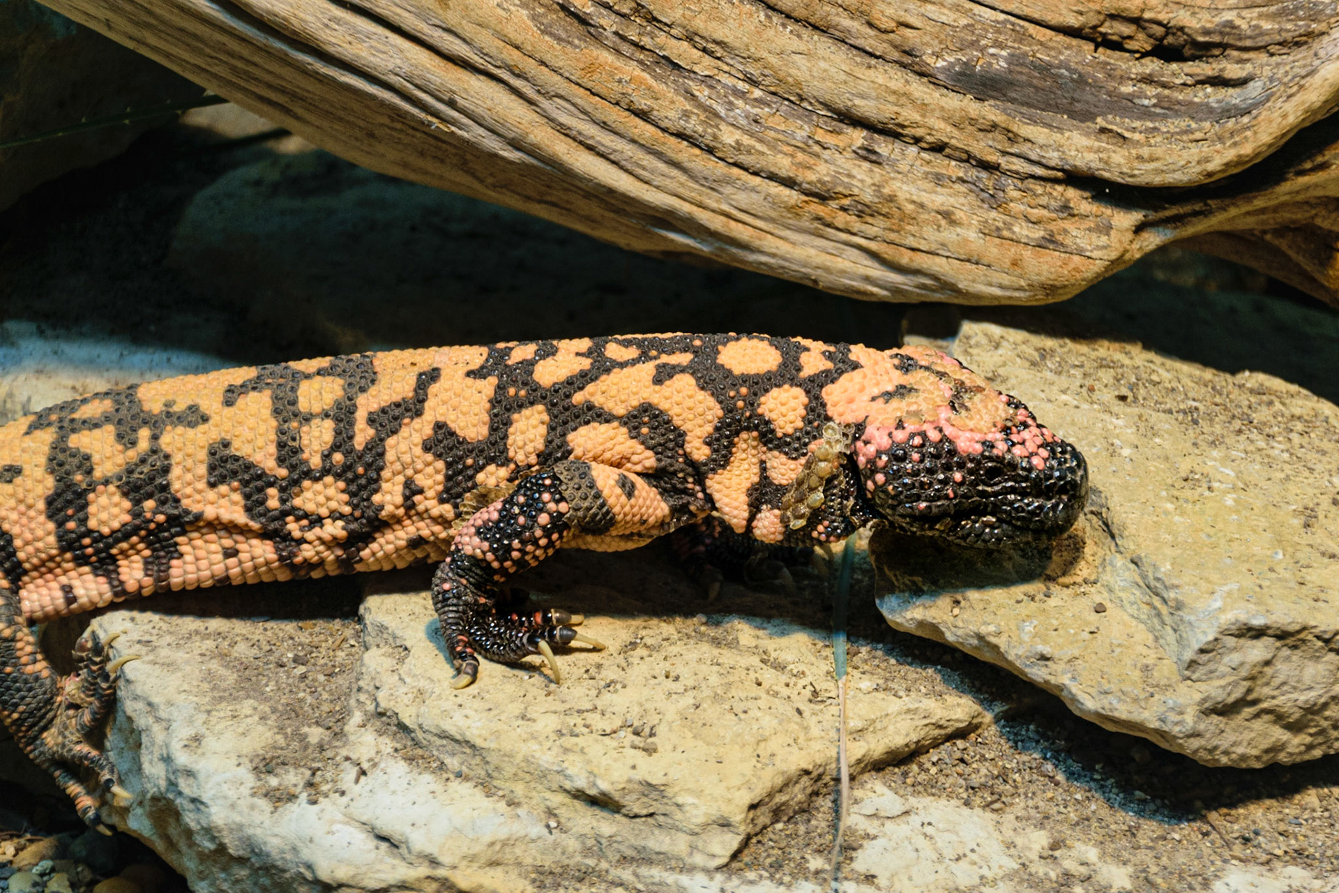 A gila monster warms himself on a rock.