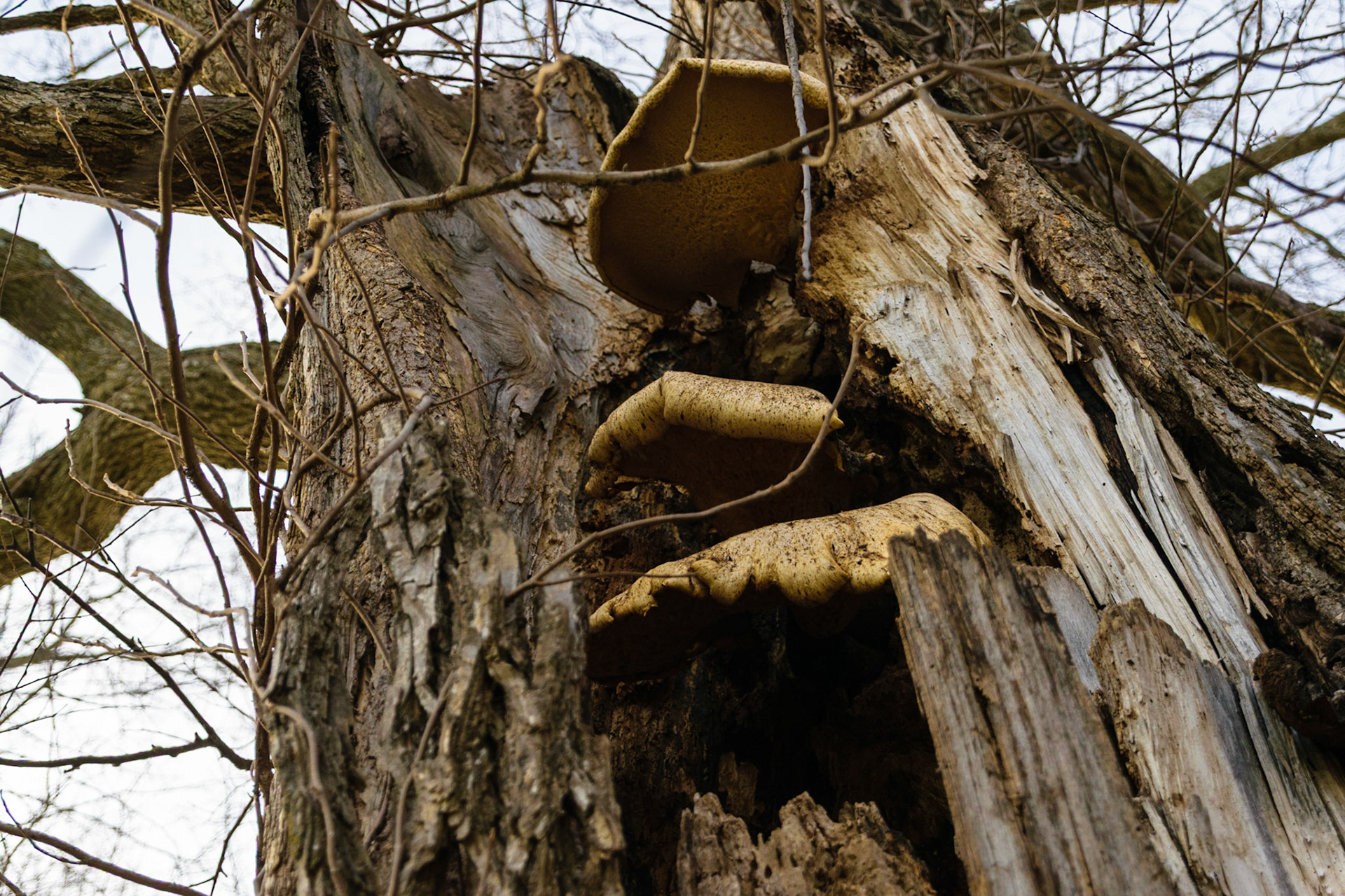 Some very large fungus has taken to living on this large tree.