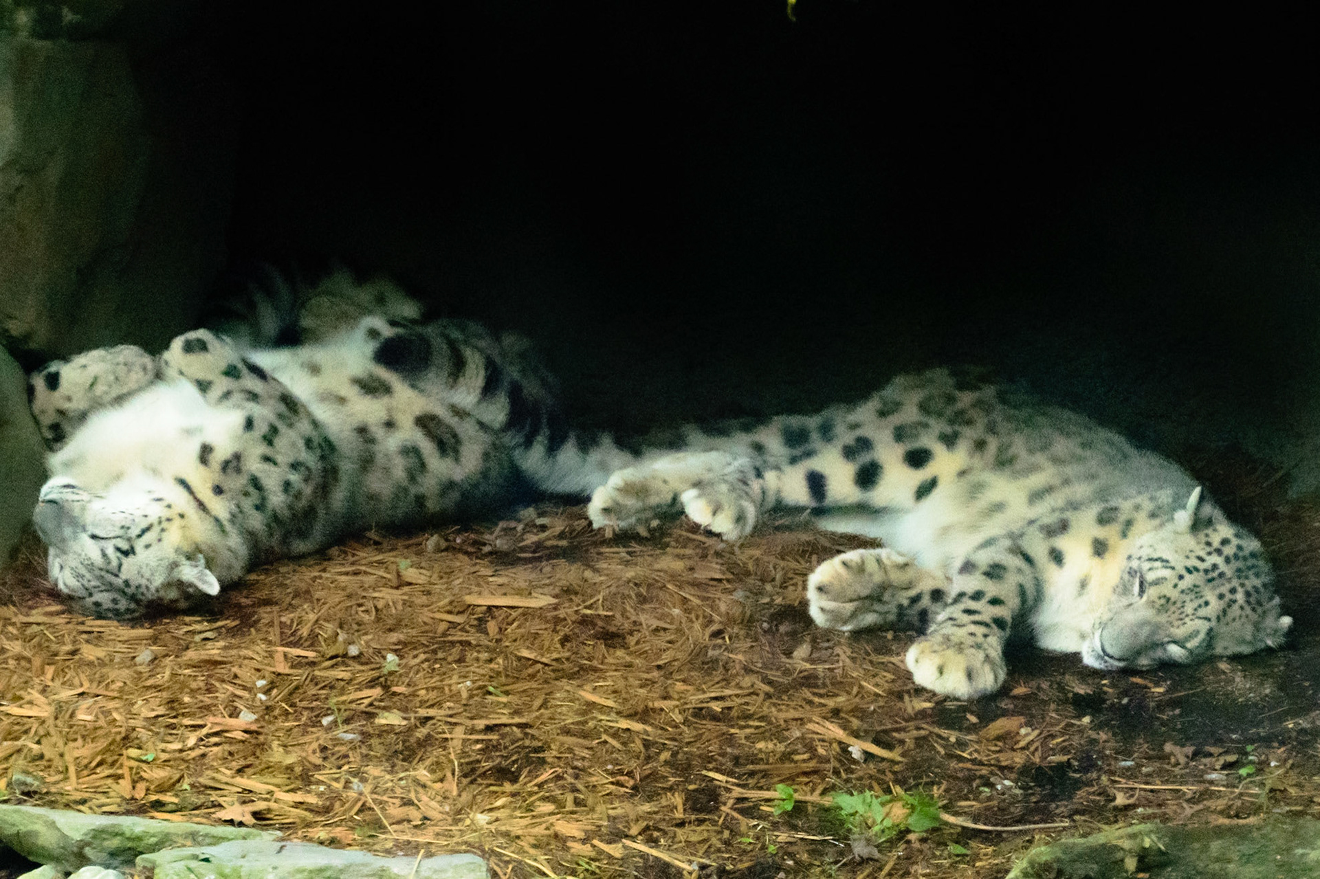 Just a couple of leopards taking a cat nap.