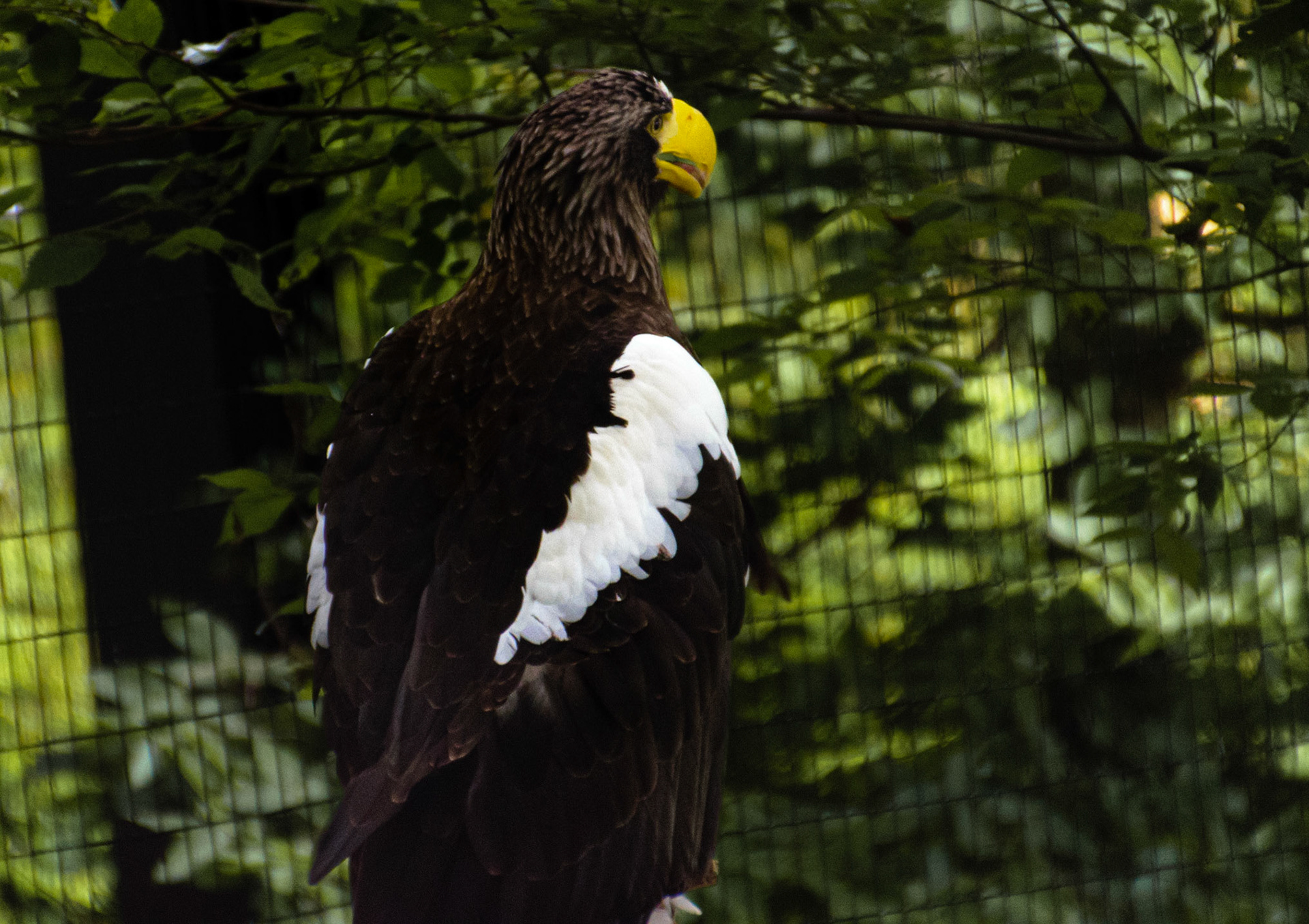 This large raptor is certianly intimidating to look at.