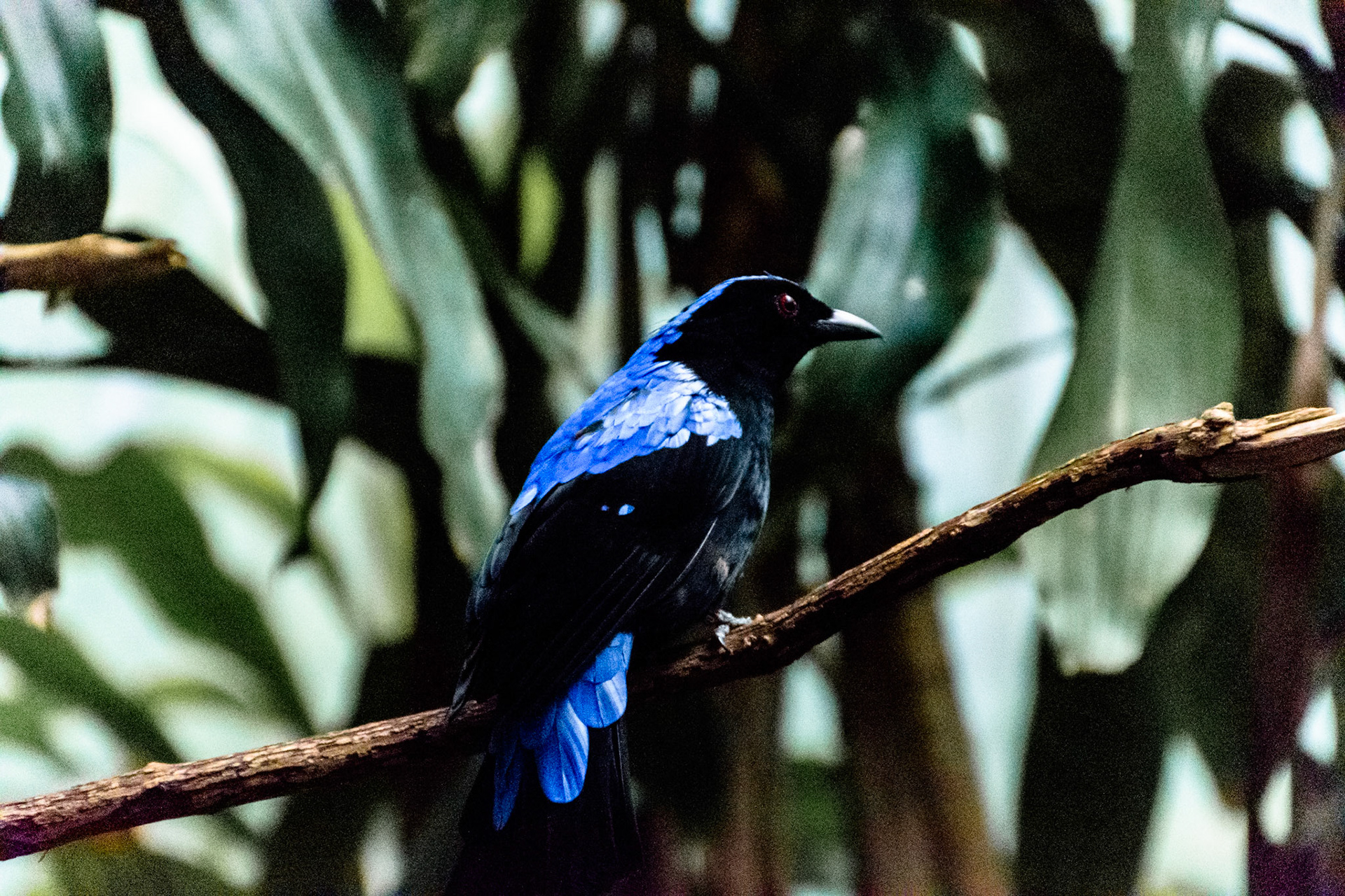 This bird looks like it's wearing a blue coat.