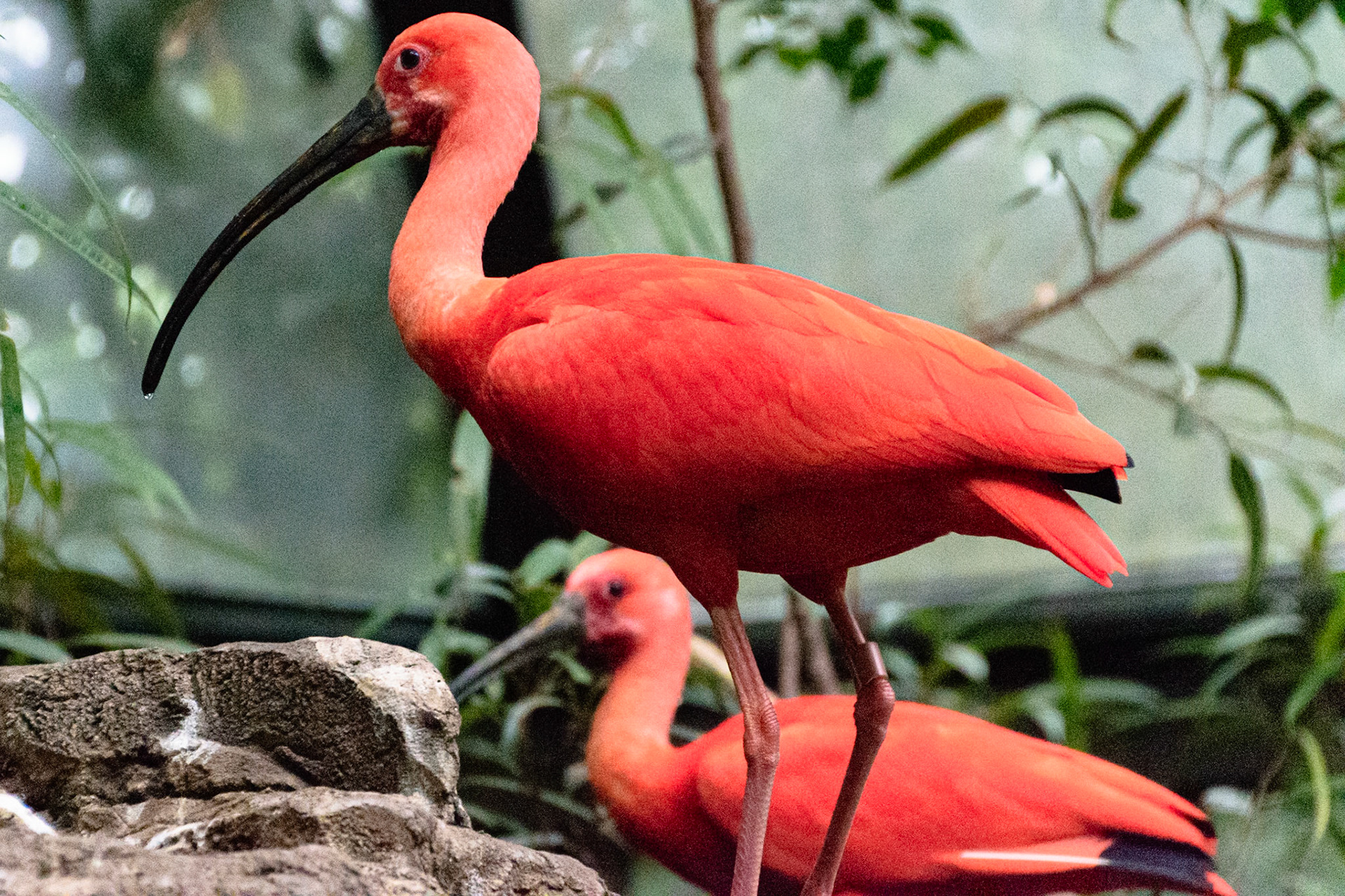 These birds had a fierce pink color.