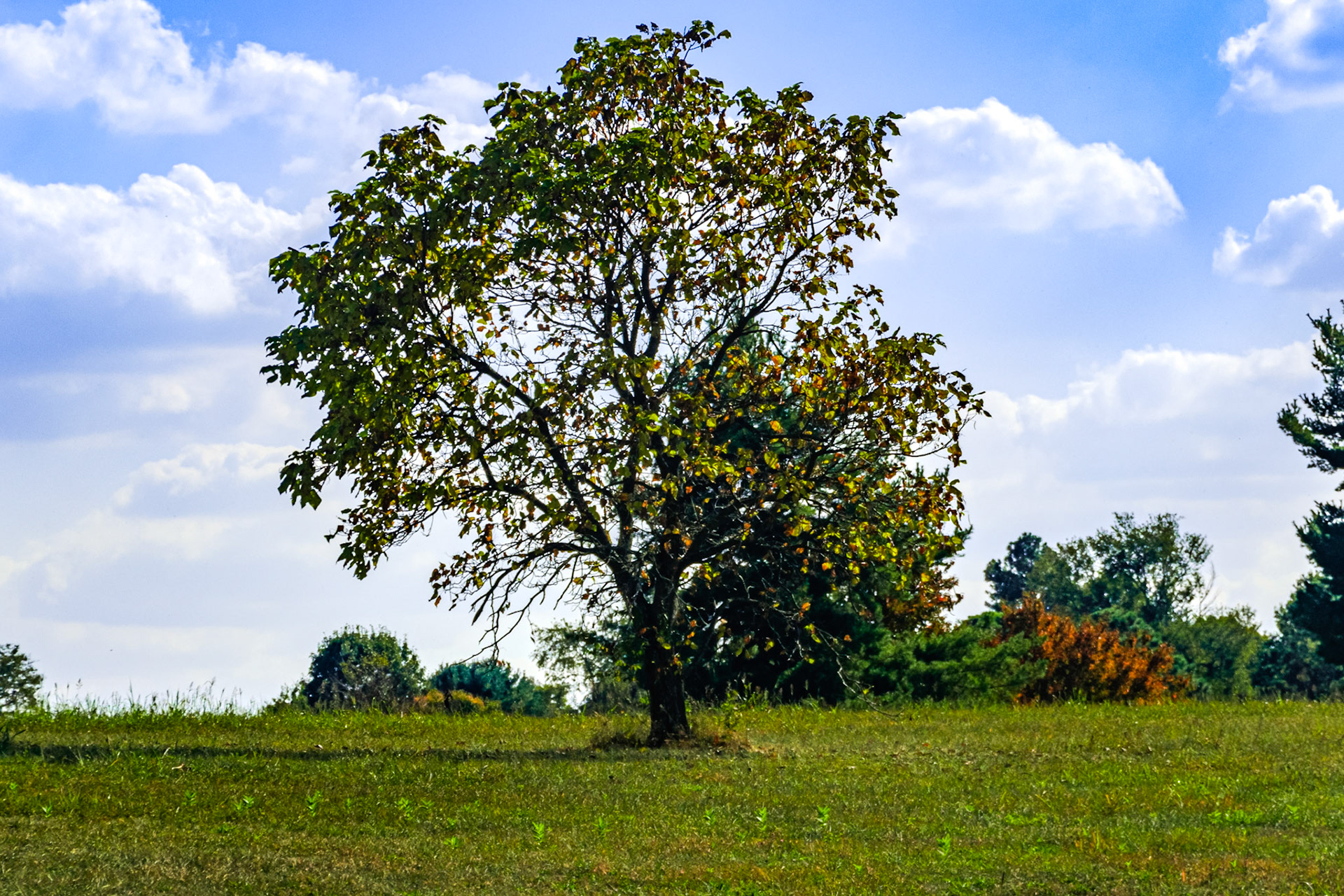 The tree reaches towards the sky.