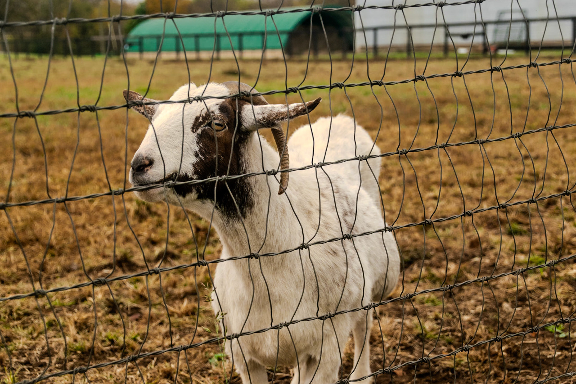 Old Friends has more than just horses!