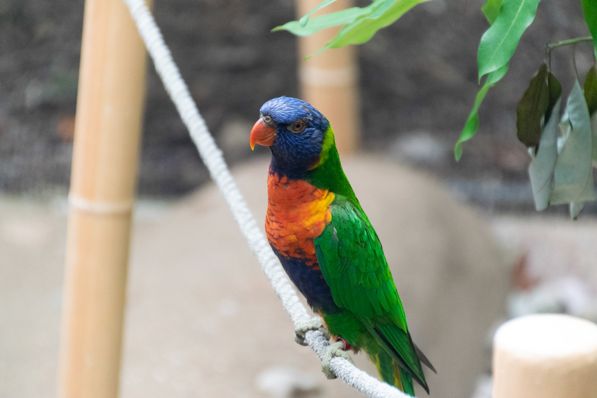 It’s easy to see where this colorful bird gets its rainbow moniker from.