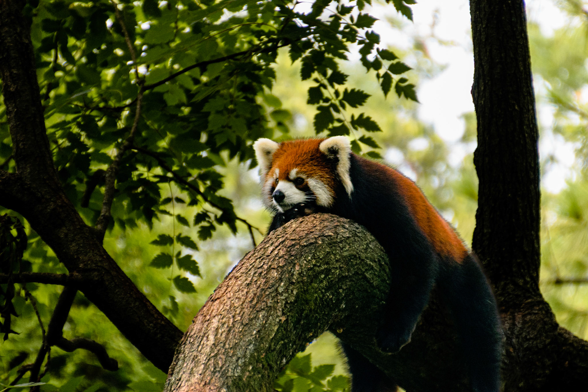 This red panda is just chilling on a tree branch.