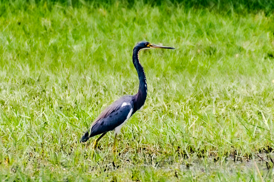 This tricolored heron walks patiently through the grass.