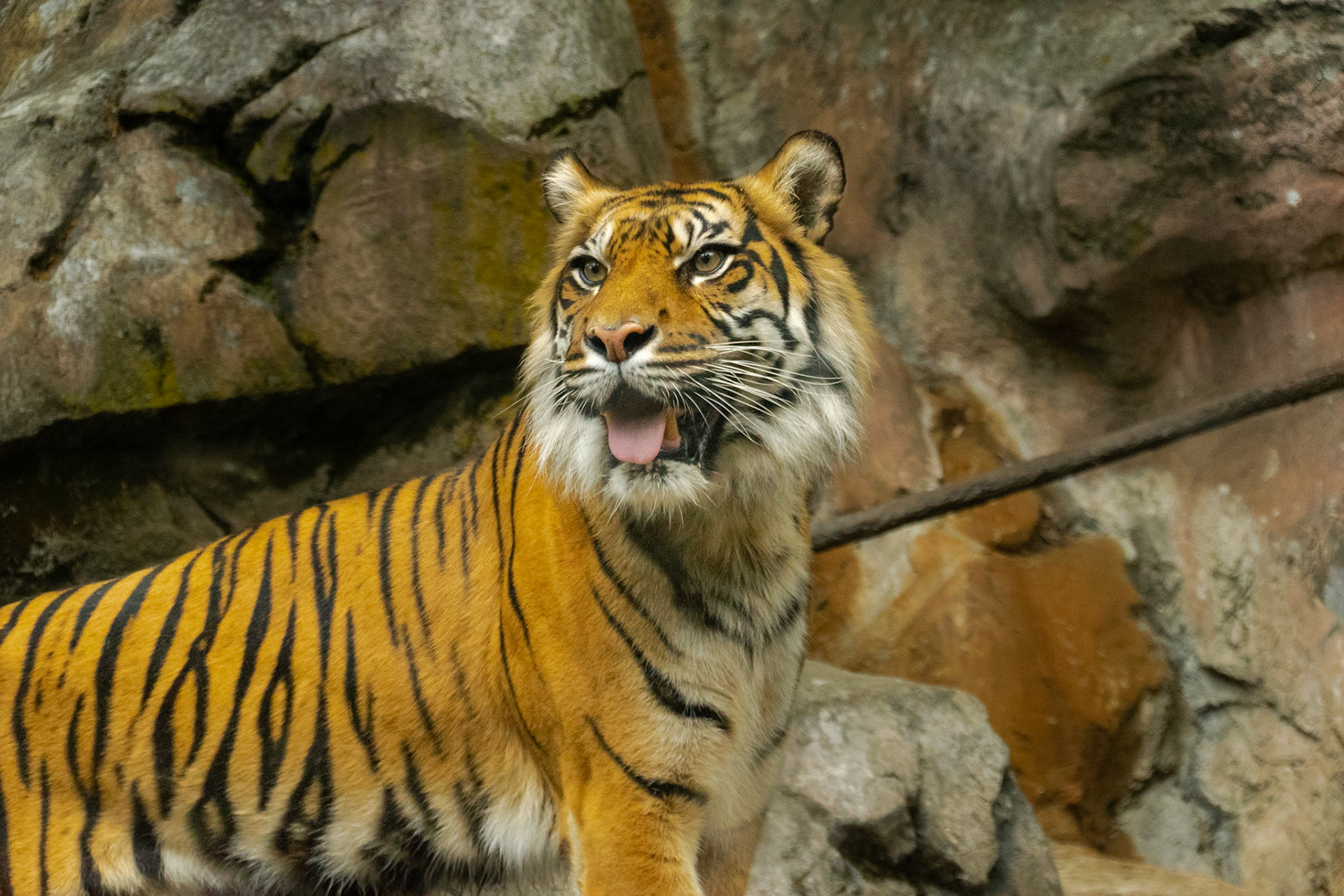 This tiger took some time to strike a majestic pose long enough for me to capture it.
