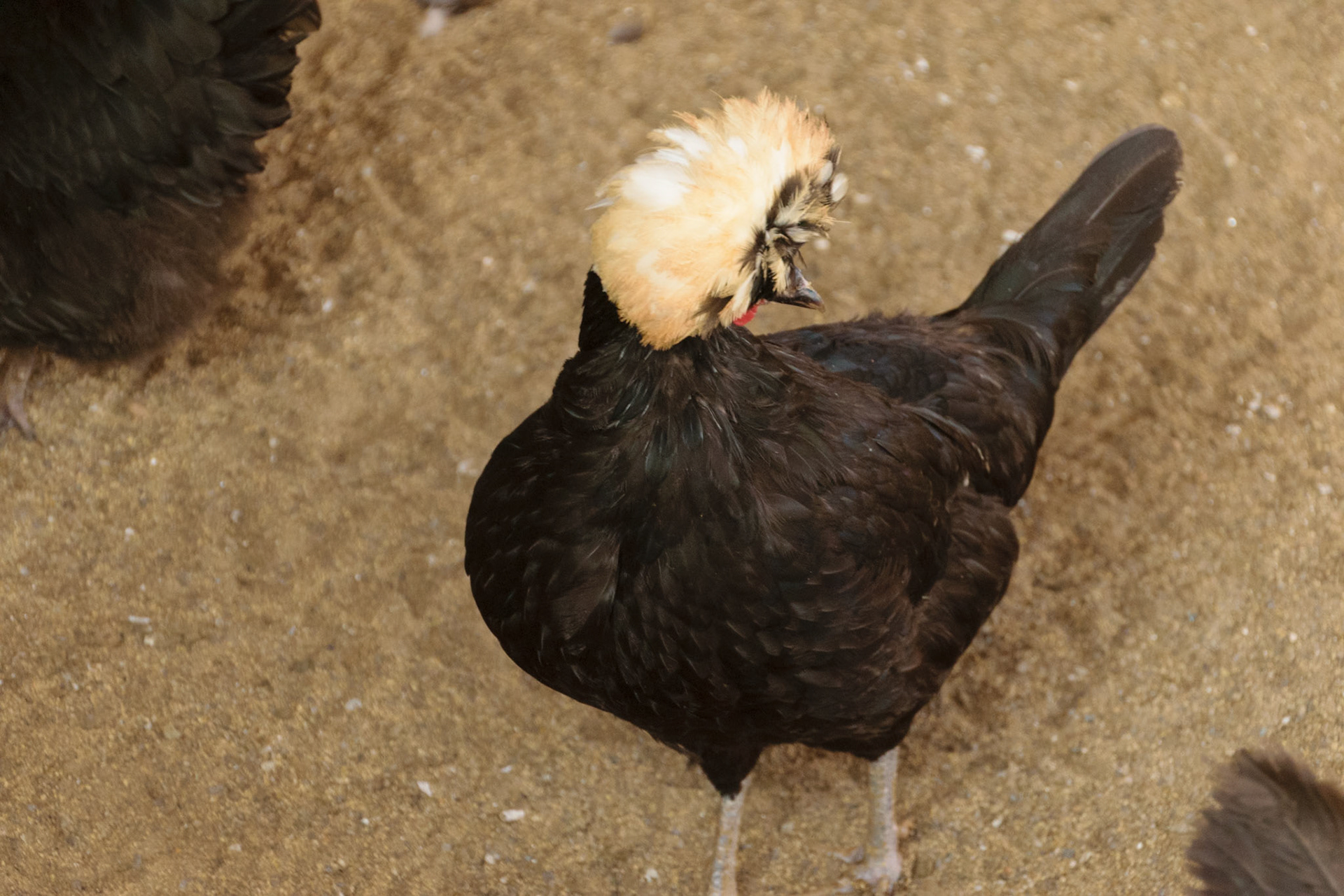 Apparently, the breed of chicken was specifically bred to have a large "afro" of feather atop its head.