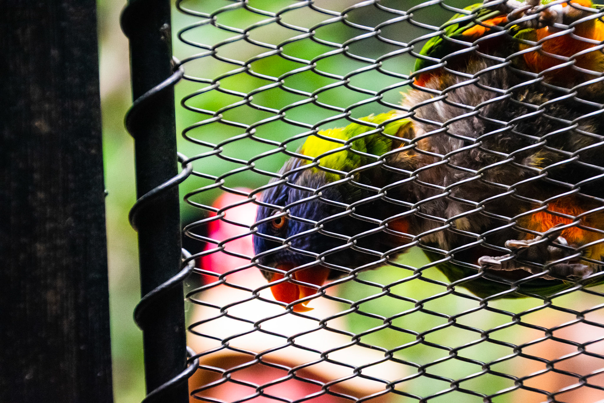 A very dramatic shot of a lorikeet perched on a fence.