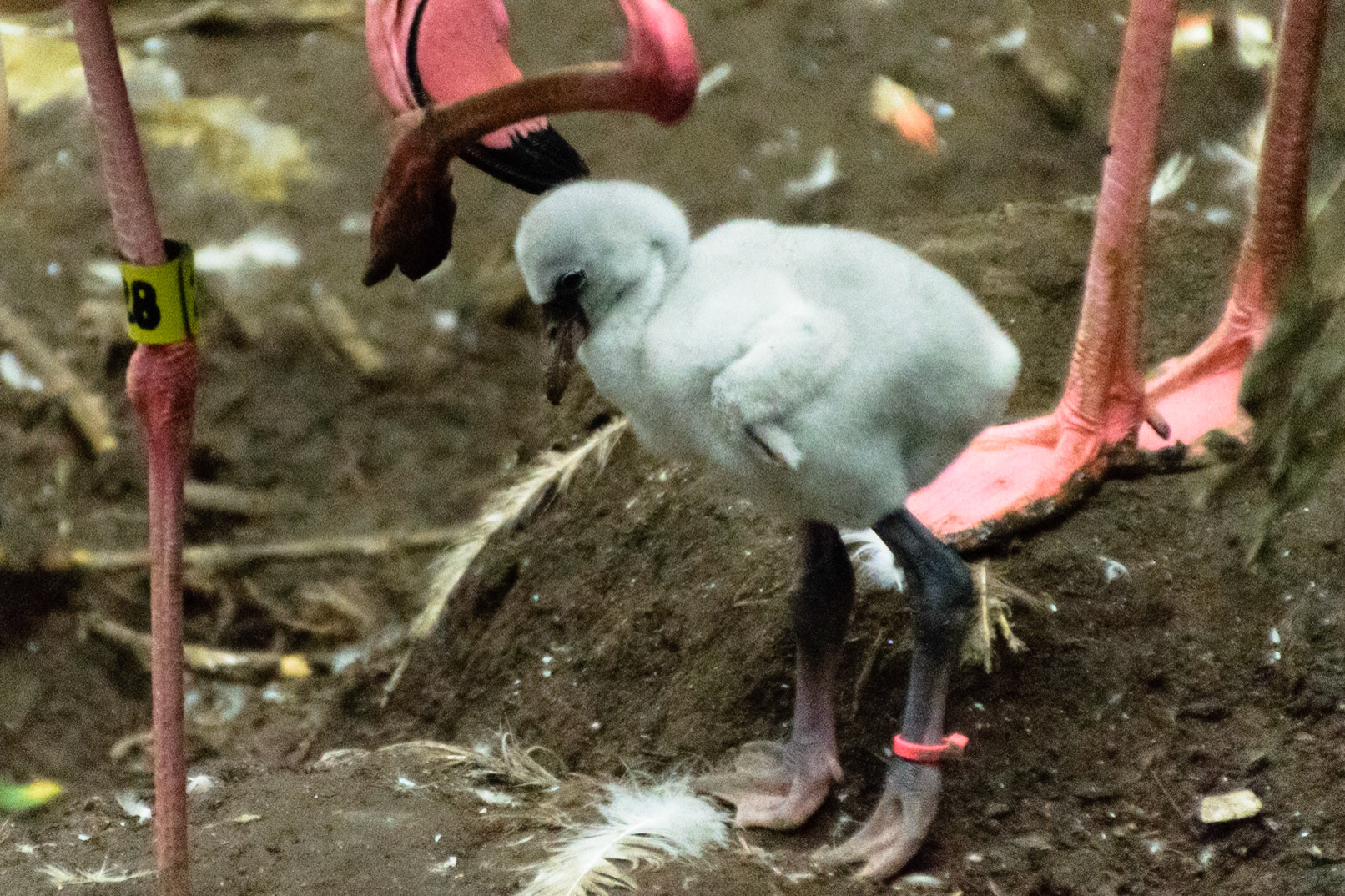 A small baby flamingo explores their pen.