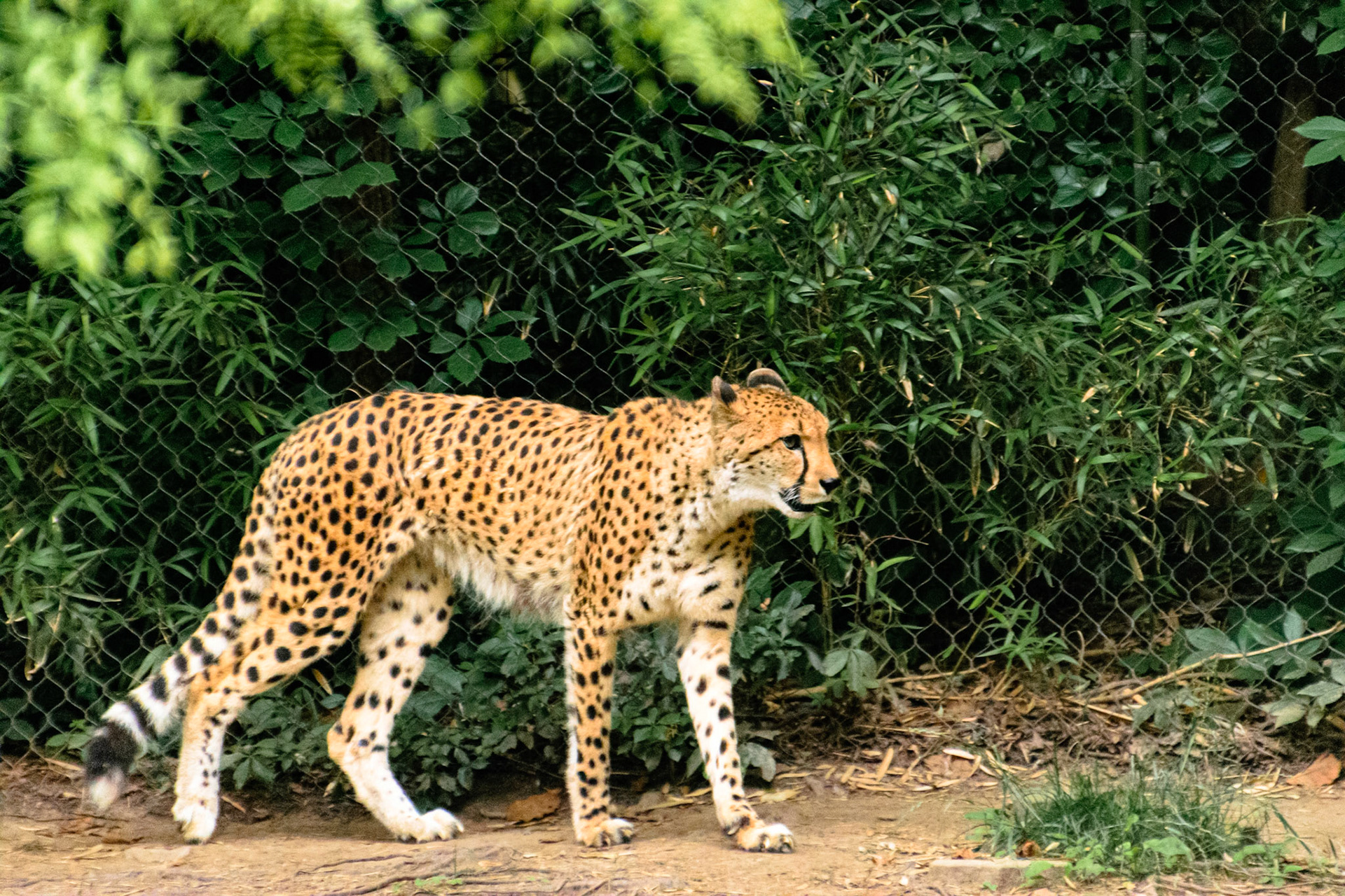 Known to be extremely shy, seeing this cheeta was a treat.