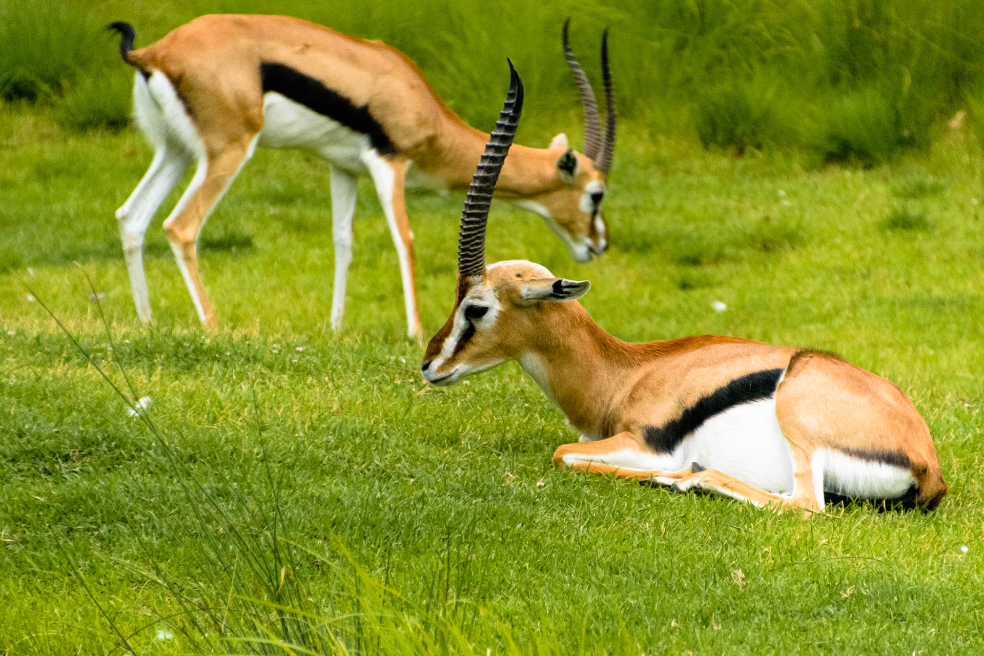 A couple of gazelles stop for an afternoon snack.