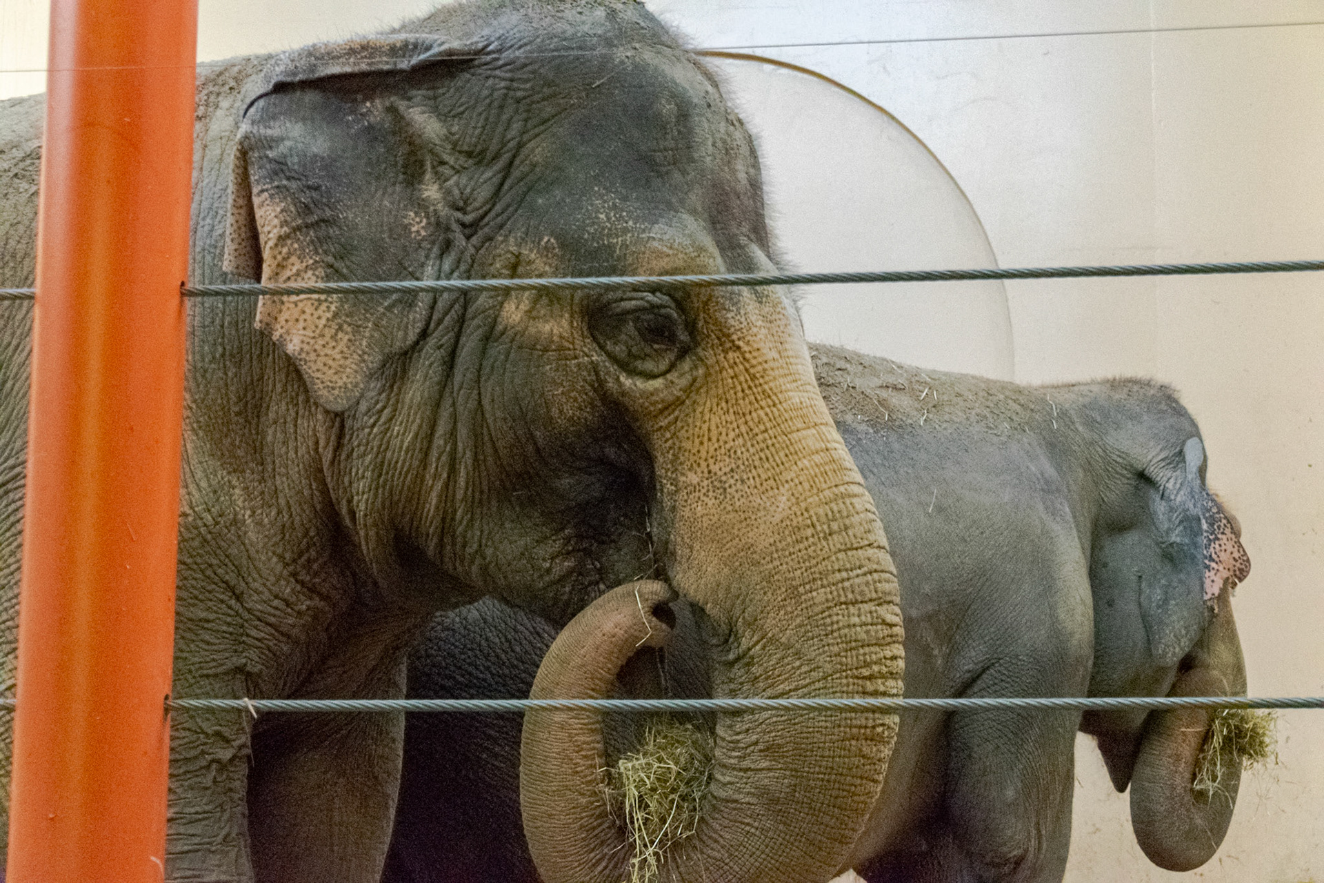 This elephant was enjoying some hay on her lunch break.