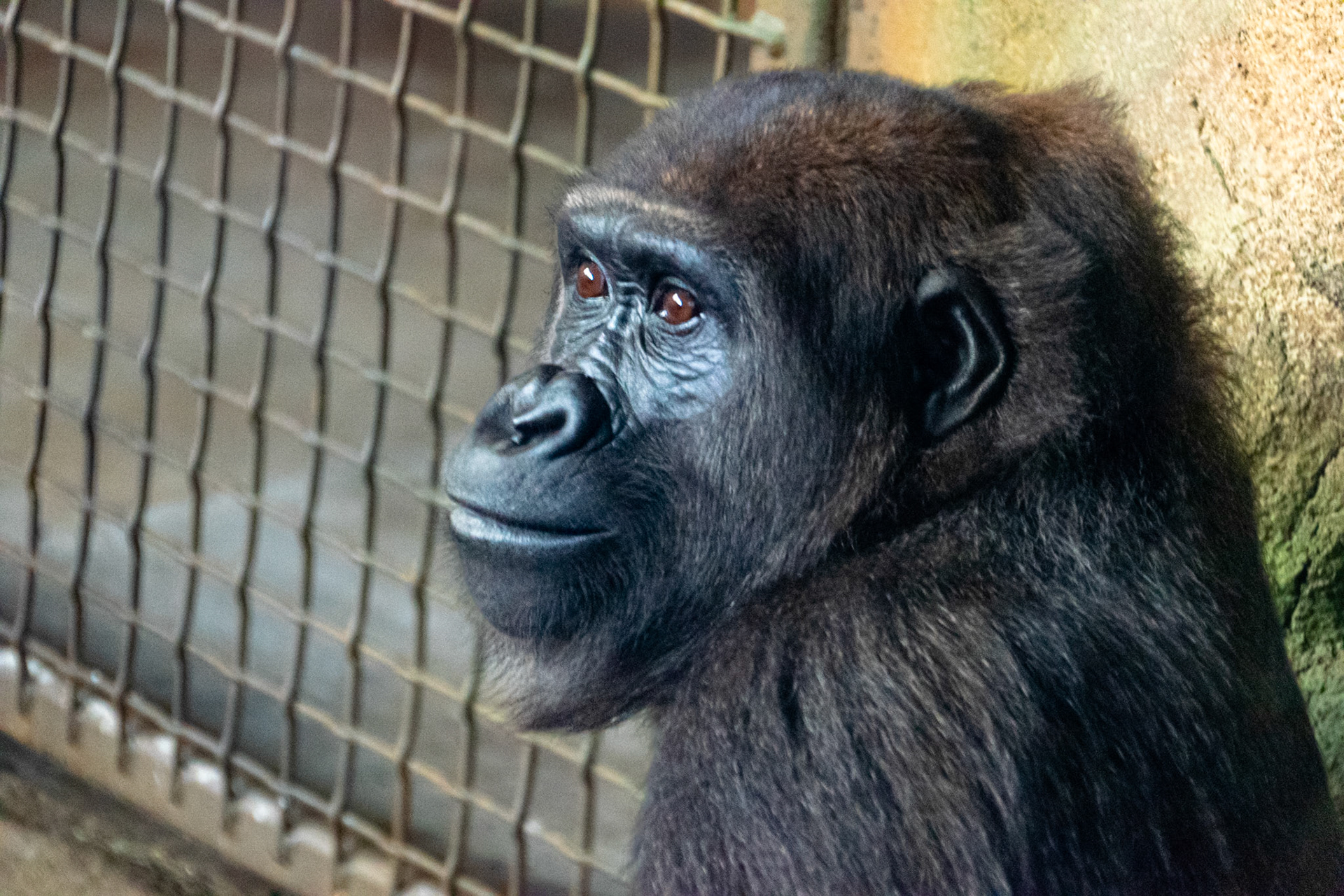 A young gorilla looks on as he sits in his pen.