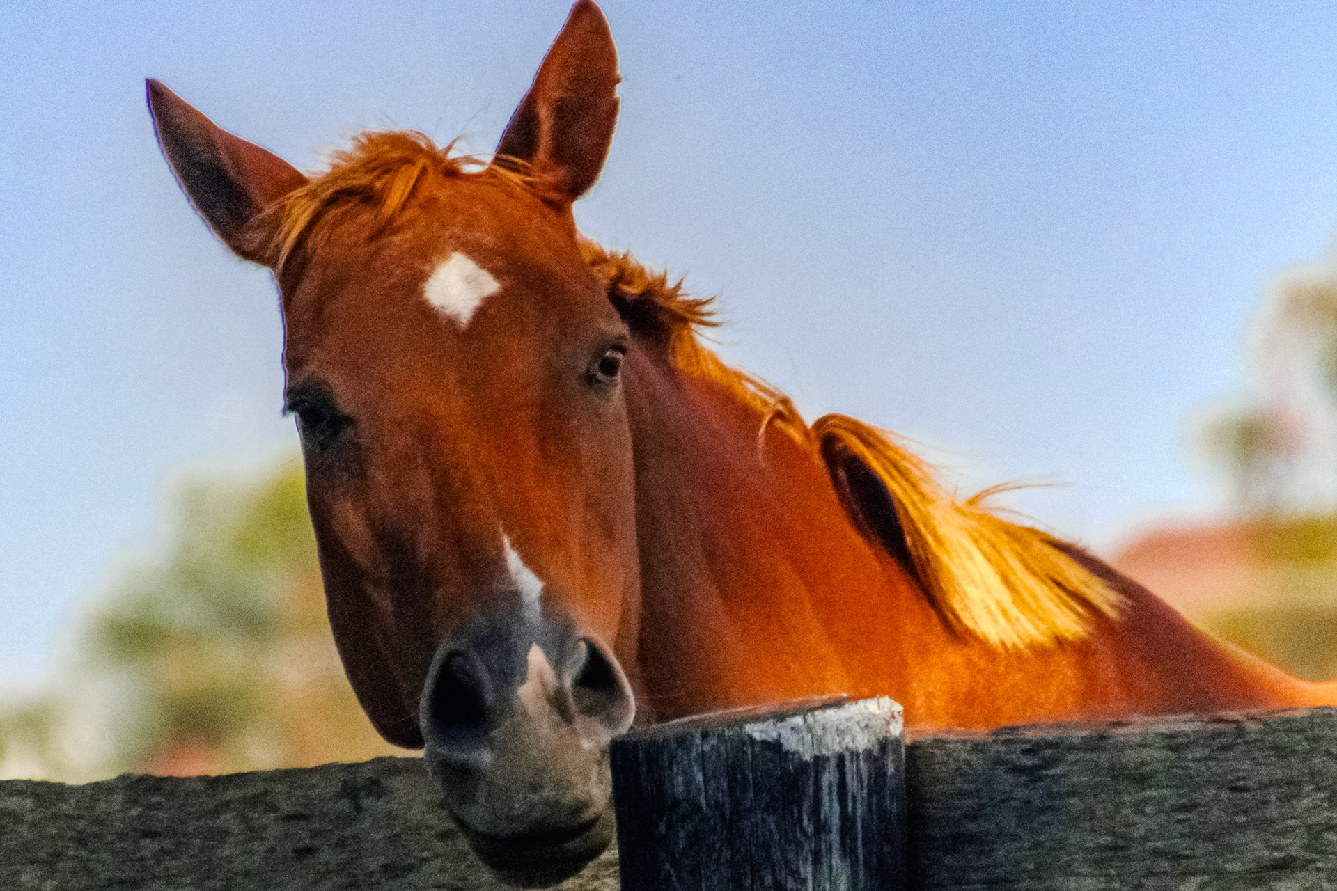Check out the diamond shaped pattern on this guys head!