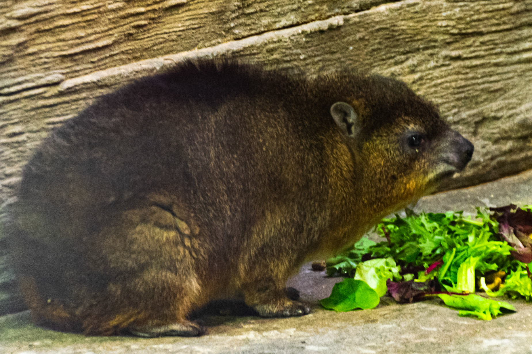 Looks like I disturbed his lunch.