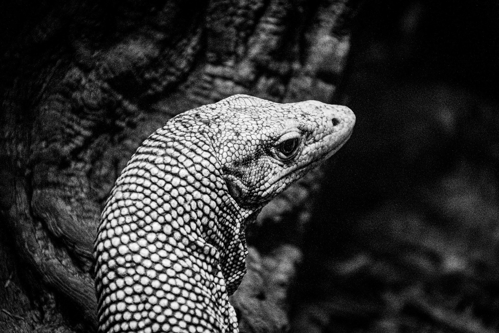 This lizard surveys his enclosure at the zoo.