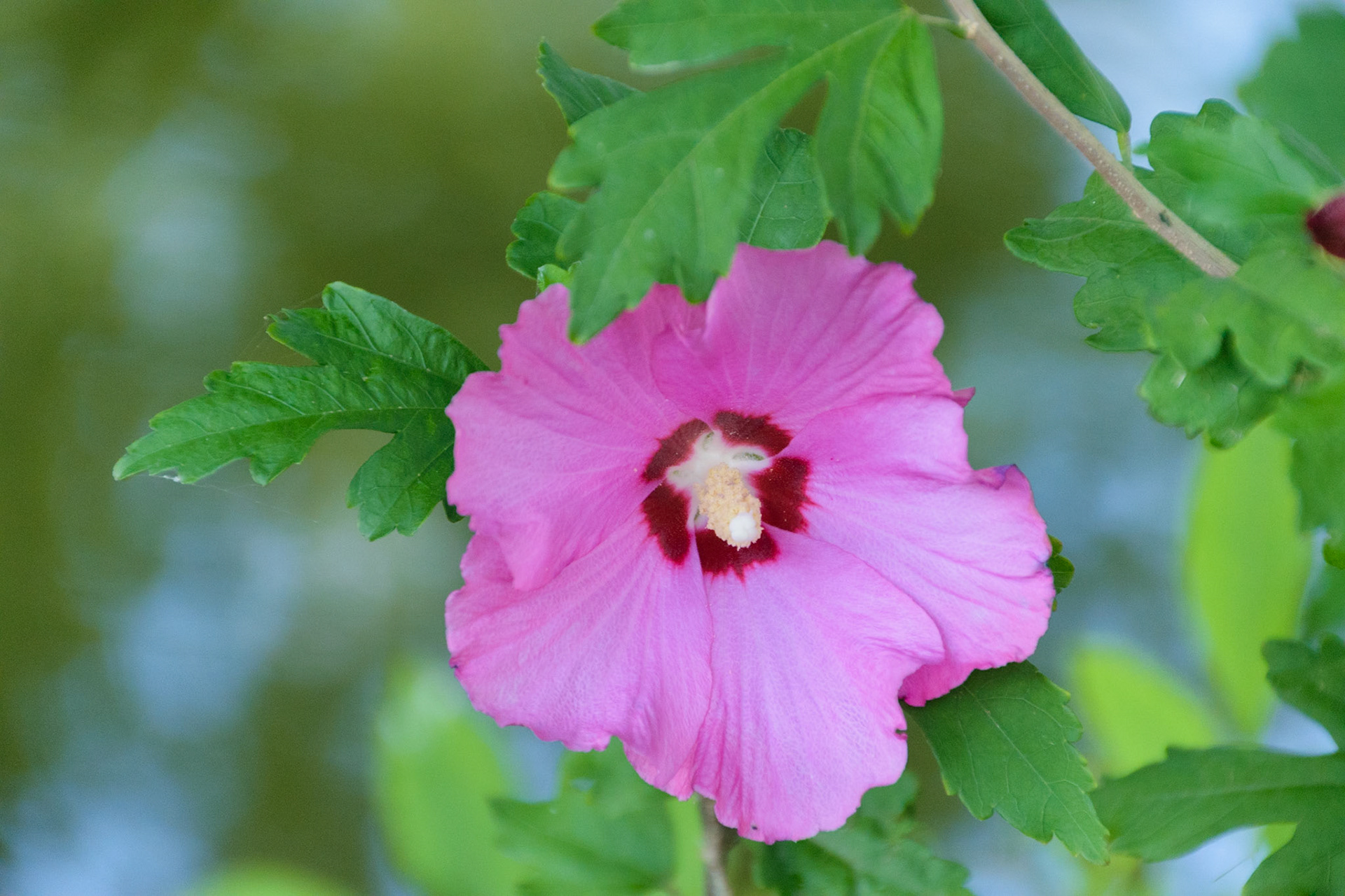 Across the road from the garden is the Elkhorn creek. Quite a few flowers have bloomed here this Summer.