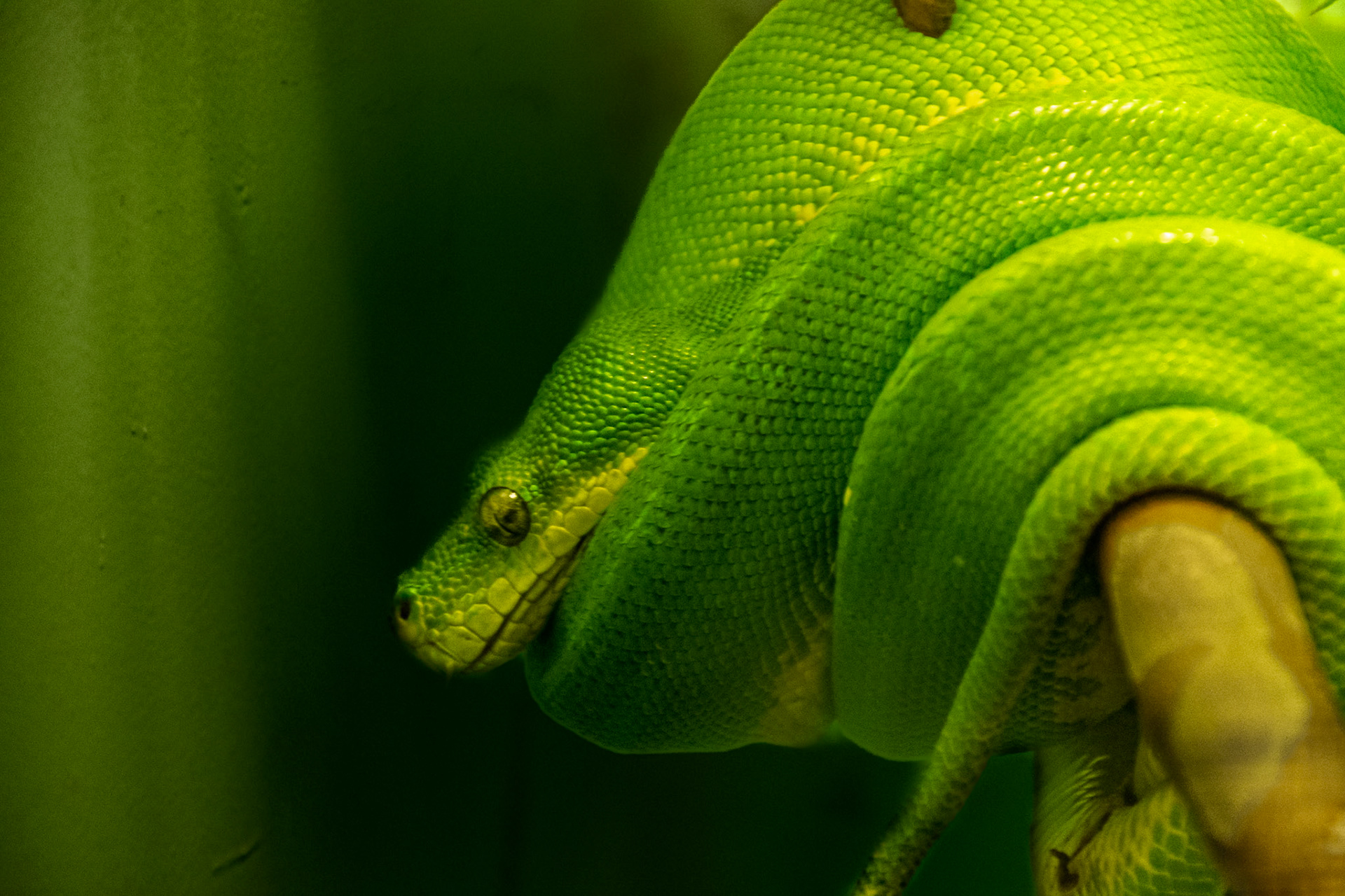 Wearing a brilliant shade of green, this guy was coiled up precariously on a branch.
