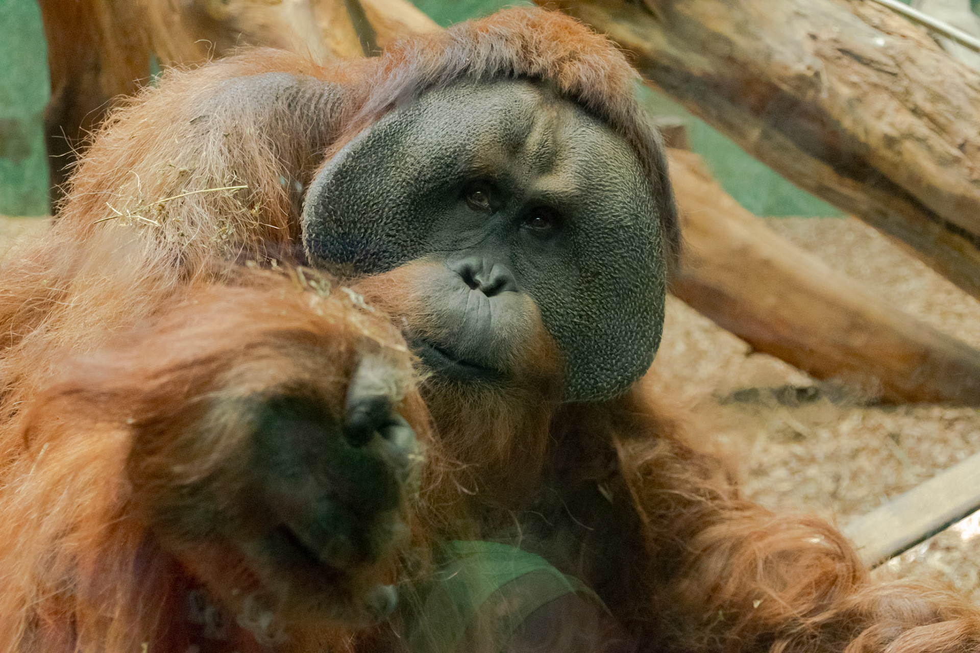 A simple pane of glass was all that seperated up from this curious orangutan.