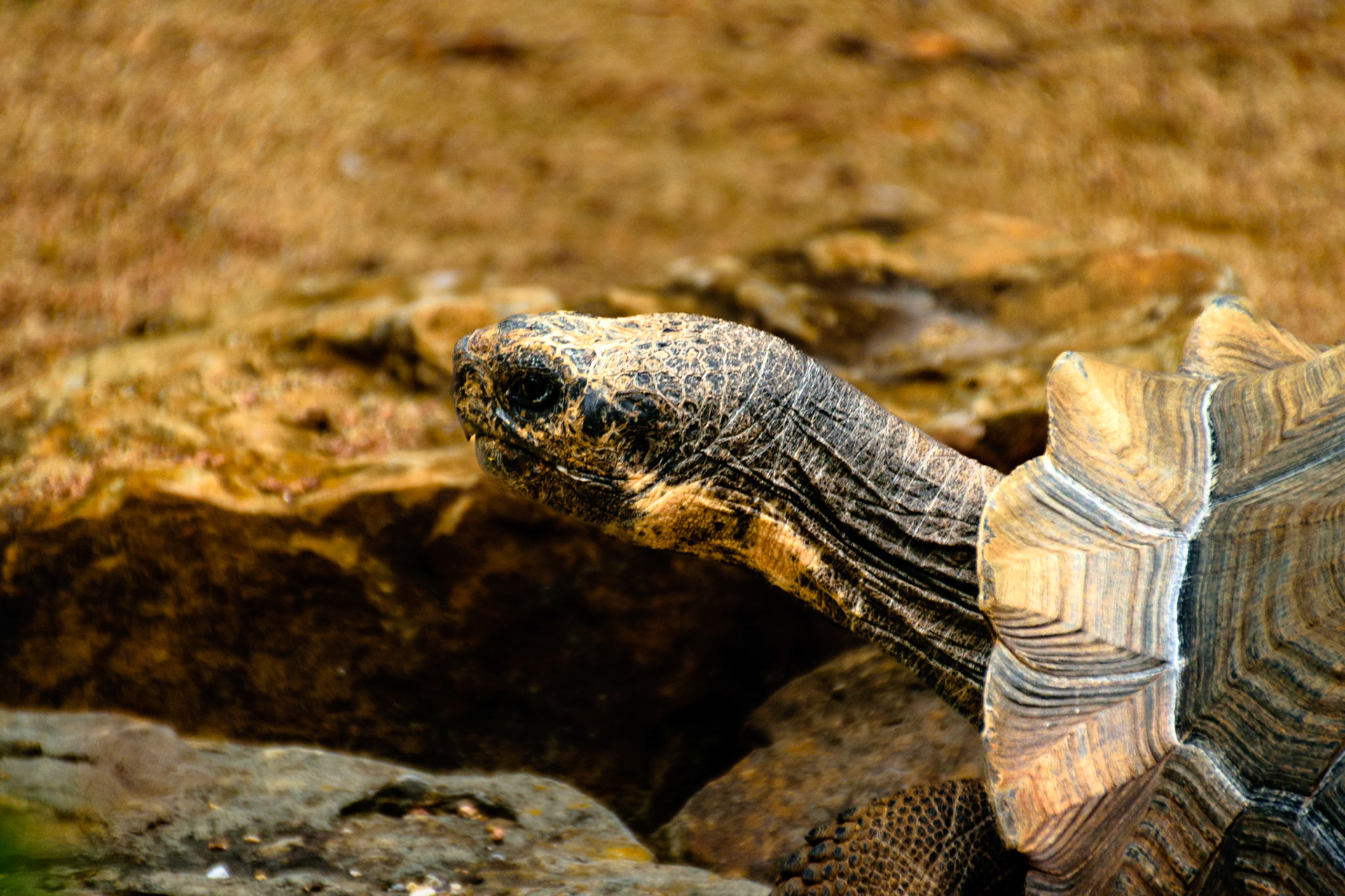 An old tortoise enjoying his time in the sun.