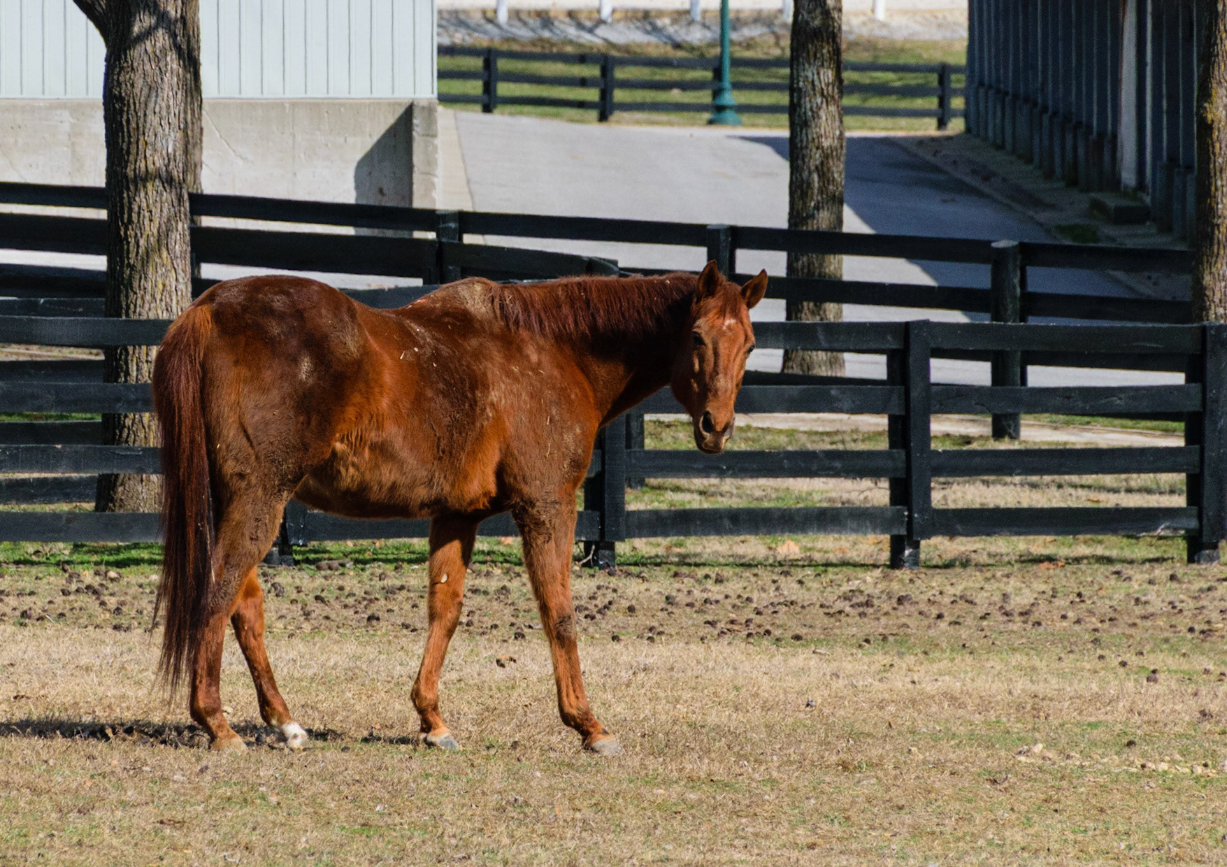 Here is a past champion in the flesh. Many previous champions, like Funny Cide, call Kentucky Horse Park their home.