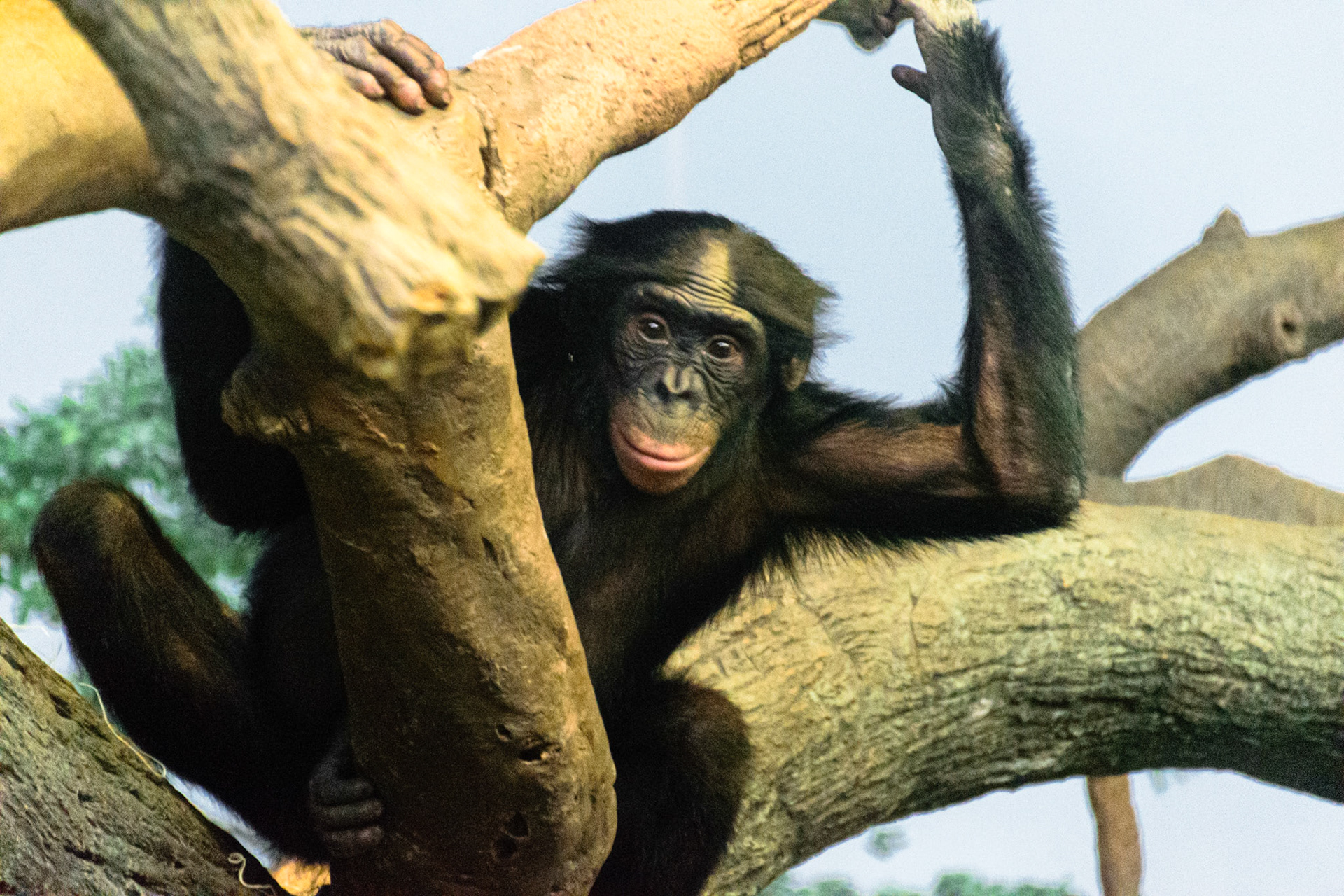This chimp climbed high up in its enclosure.