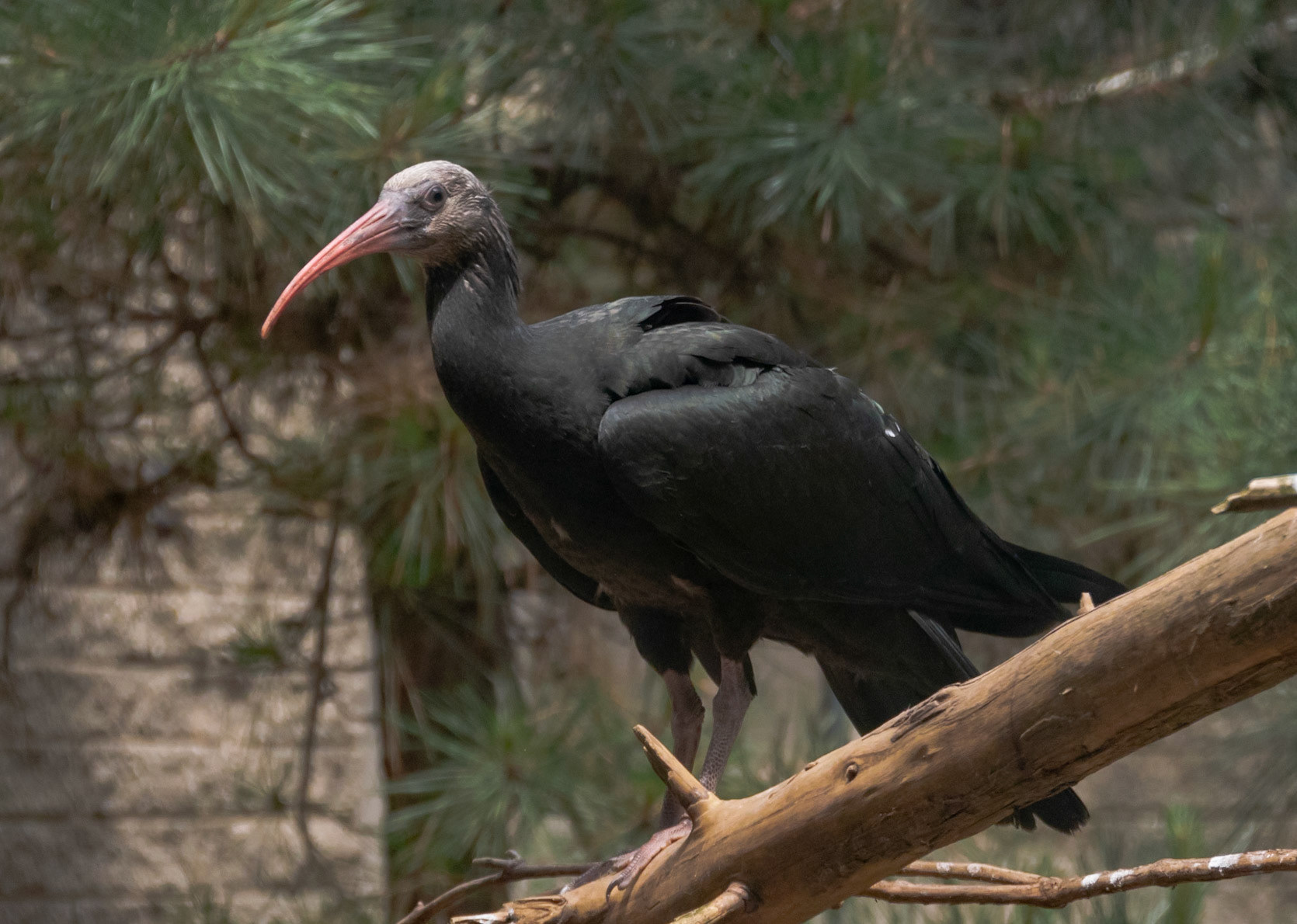 Not sure what type of bird this is, but it was nice enough to stand still while I took its picture.