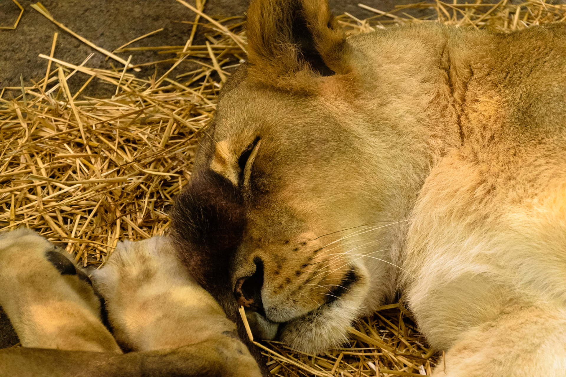 This lion was taking a nap after a long day.