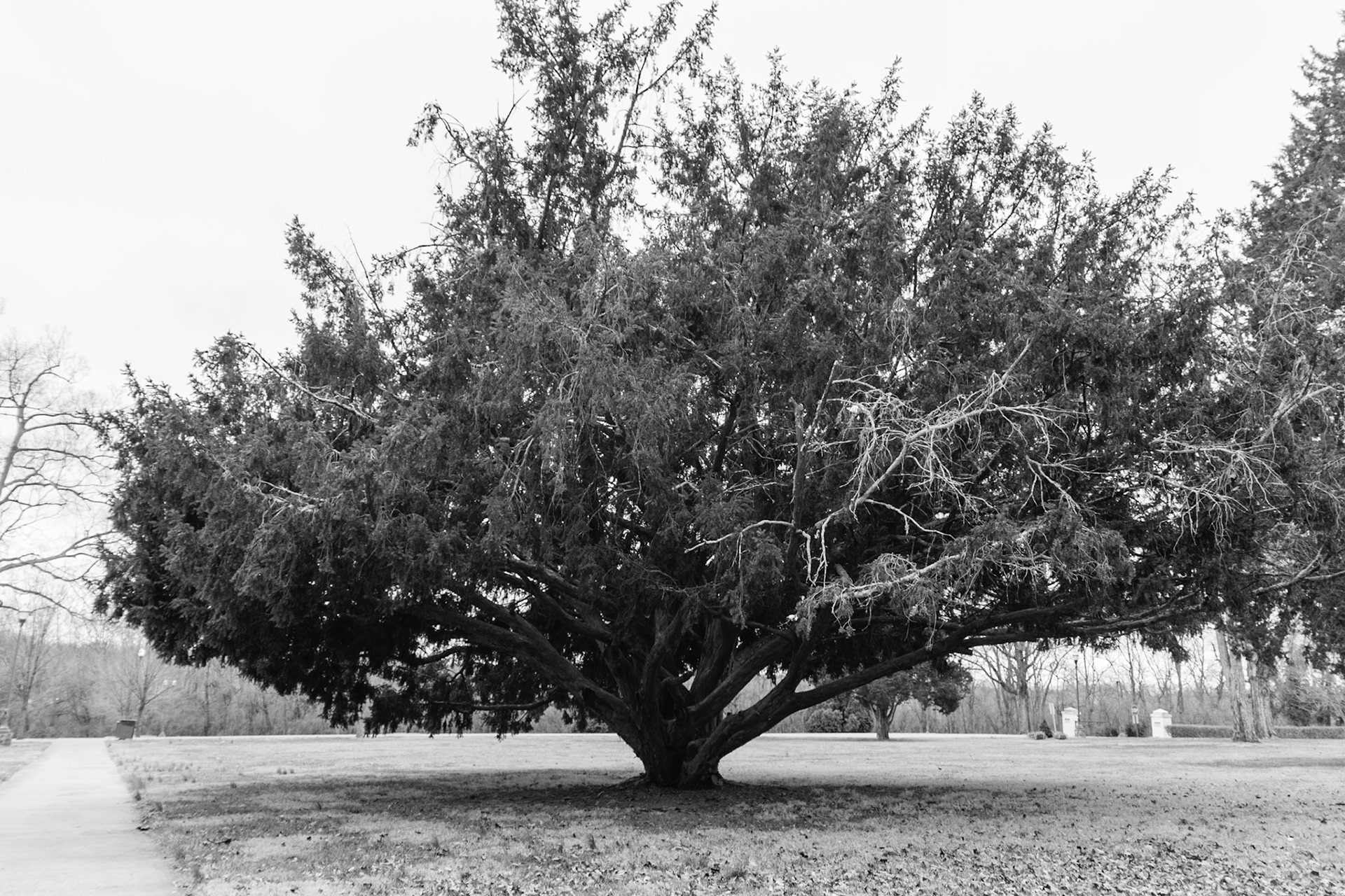 This large tree stands infront of the Cardone Center. It looks impossibly wide for it's narrow trunk.