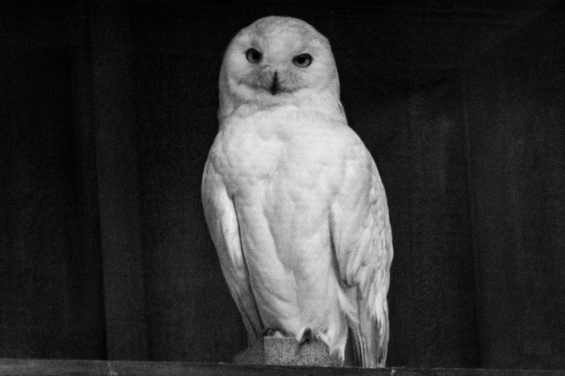 The white plumage of this snowy owl helps it blend into the snowy environment. It even makes its nest in on the ground in the snow.
