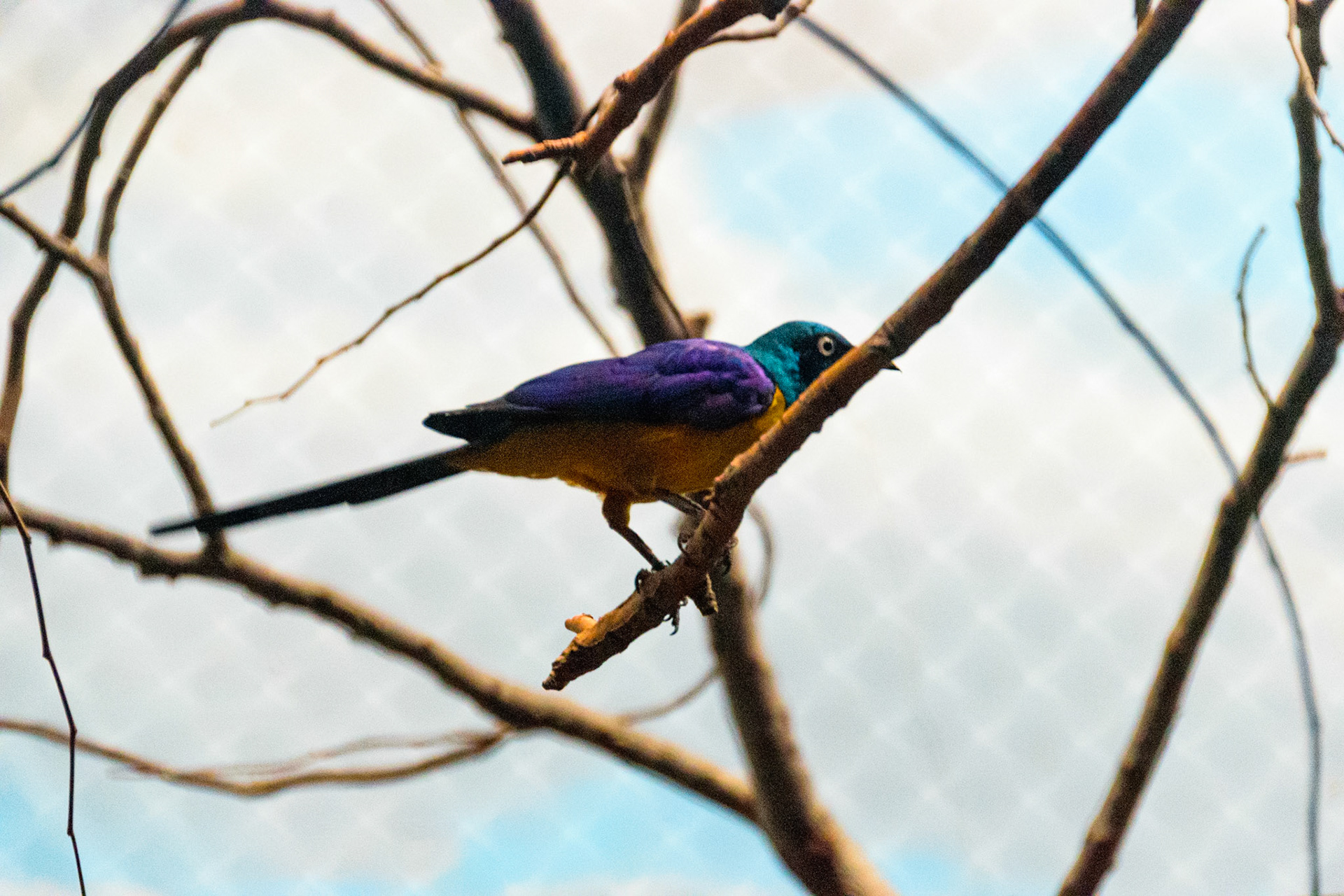 This bird's collection of colors was impressive.