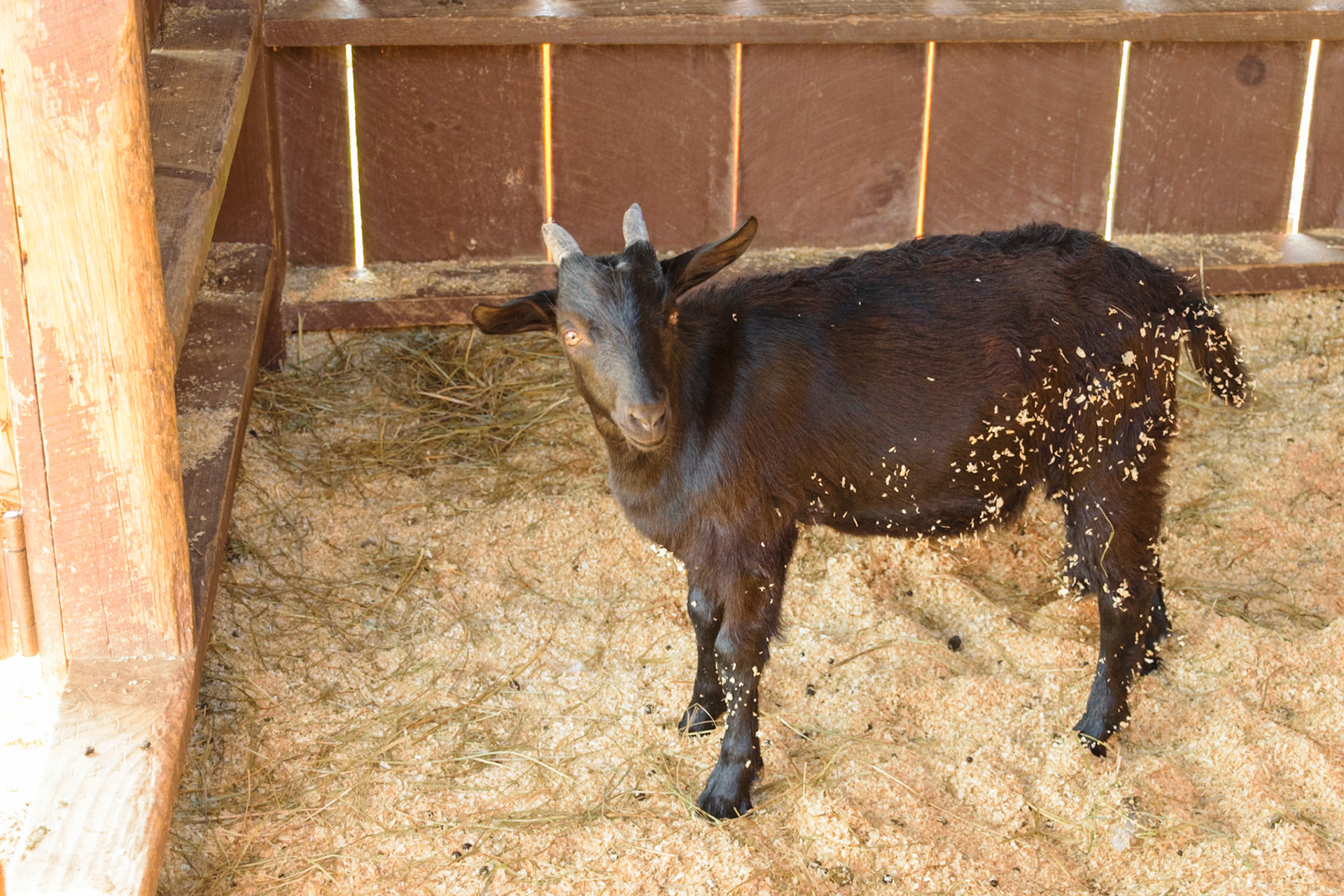 A brown goat poses for the camera.