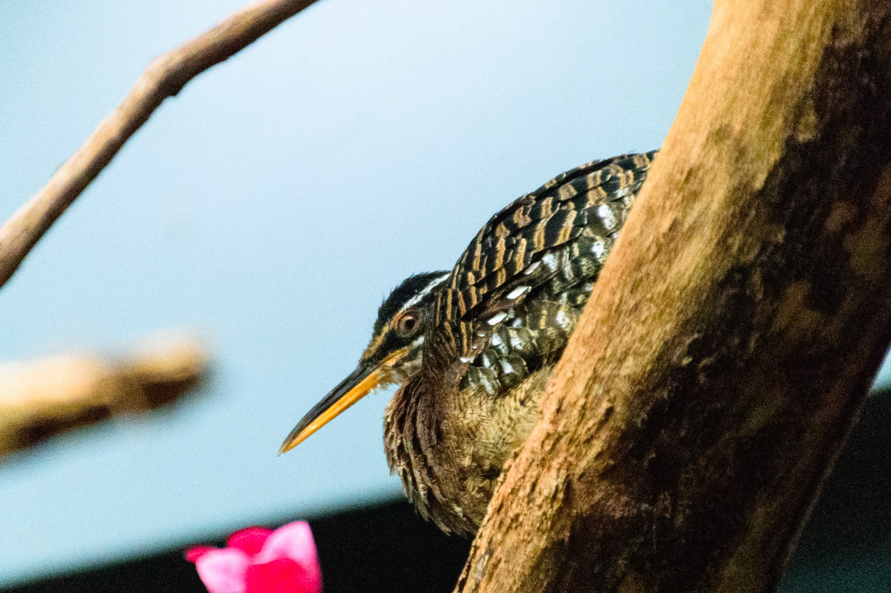 This small bird was perched far above me.