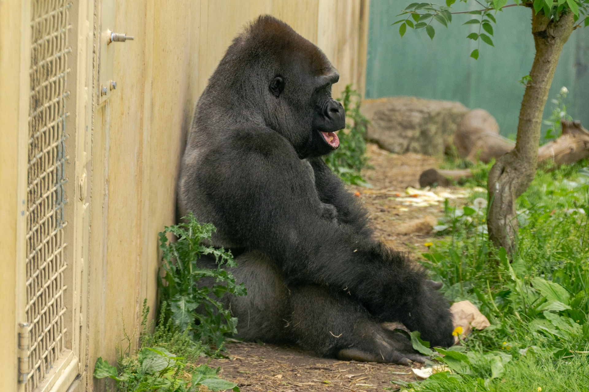 Unlike his friends, this gorilla sought to enjoy the weather outside.